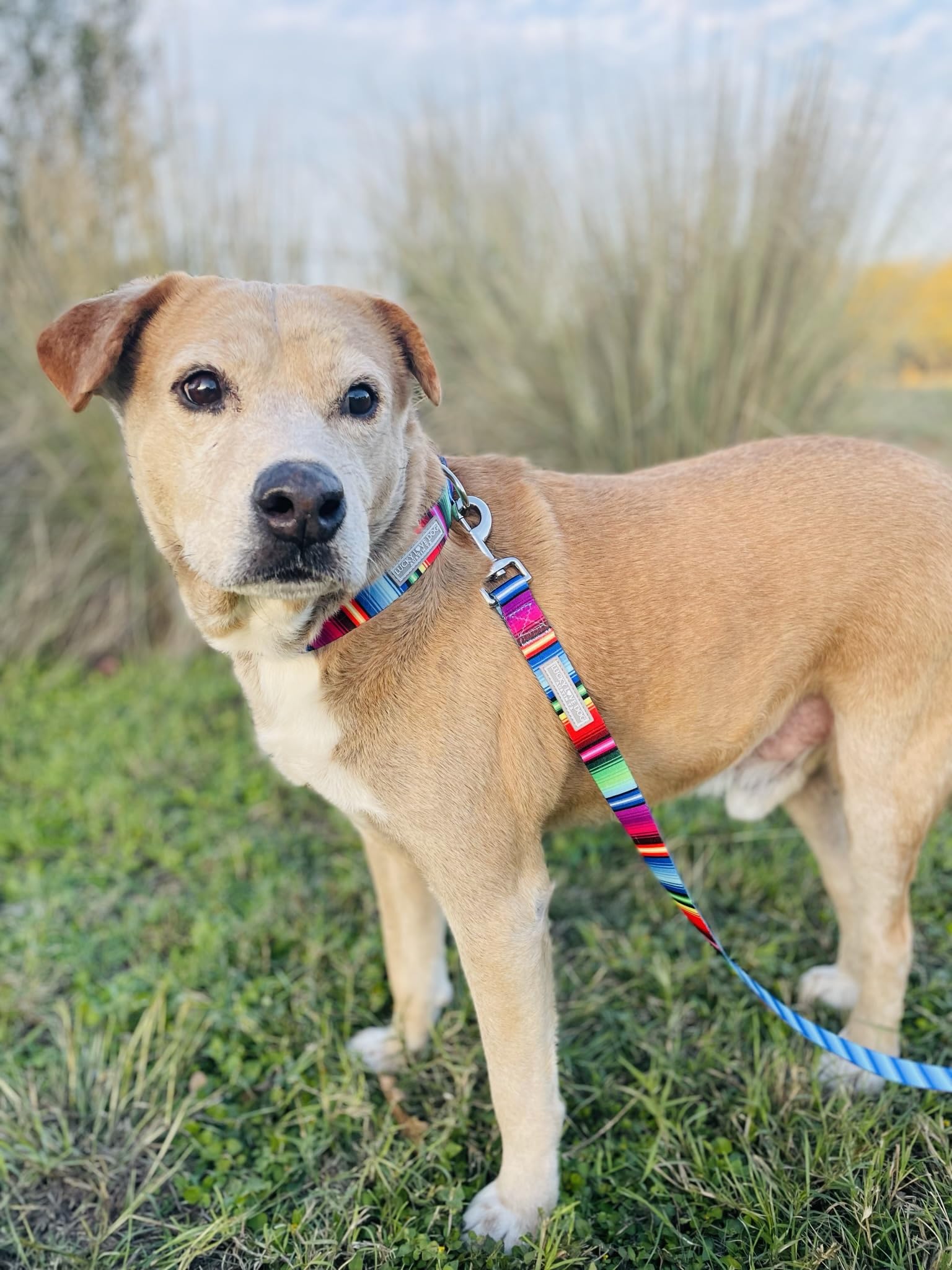 Lucky Love Dog Leash, Colorful Striped Dog Leash For Small Dogs, Durable & Long Lasting, (Nacho, Small)