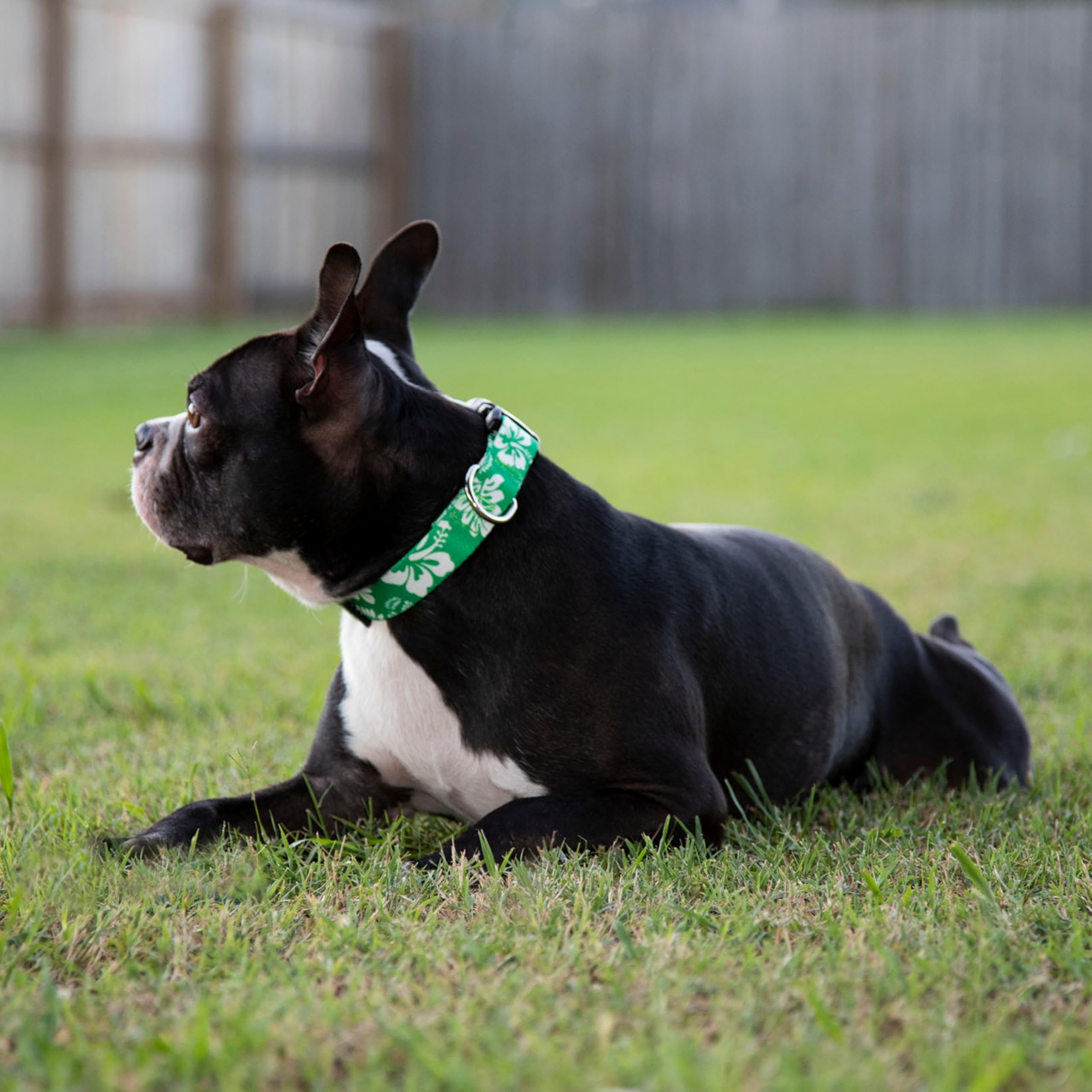 Country Brook Petz - Deluxe Dog Collar - Made of Premium Polyester for Durability, Comfort & Style - Vibrant Summer Breeze Colle