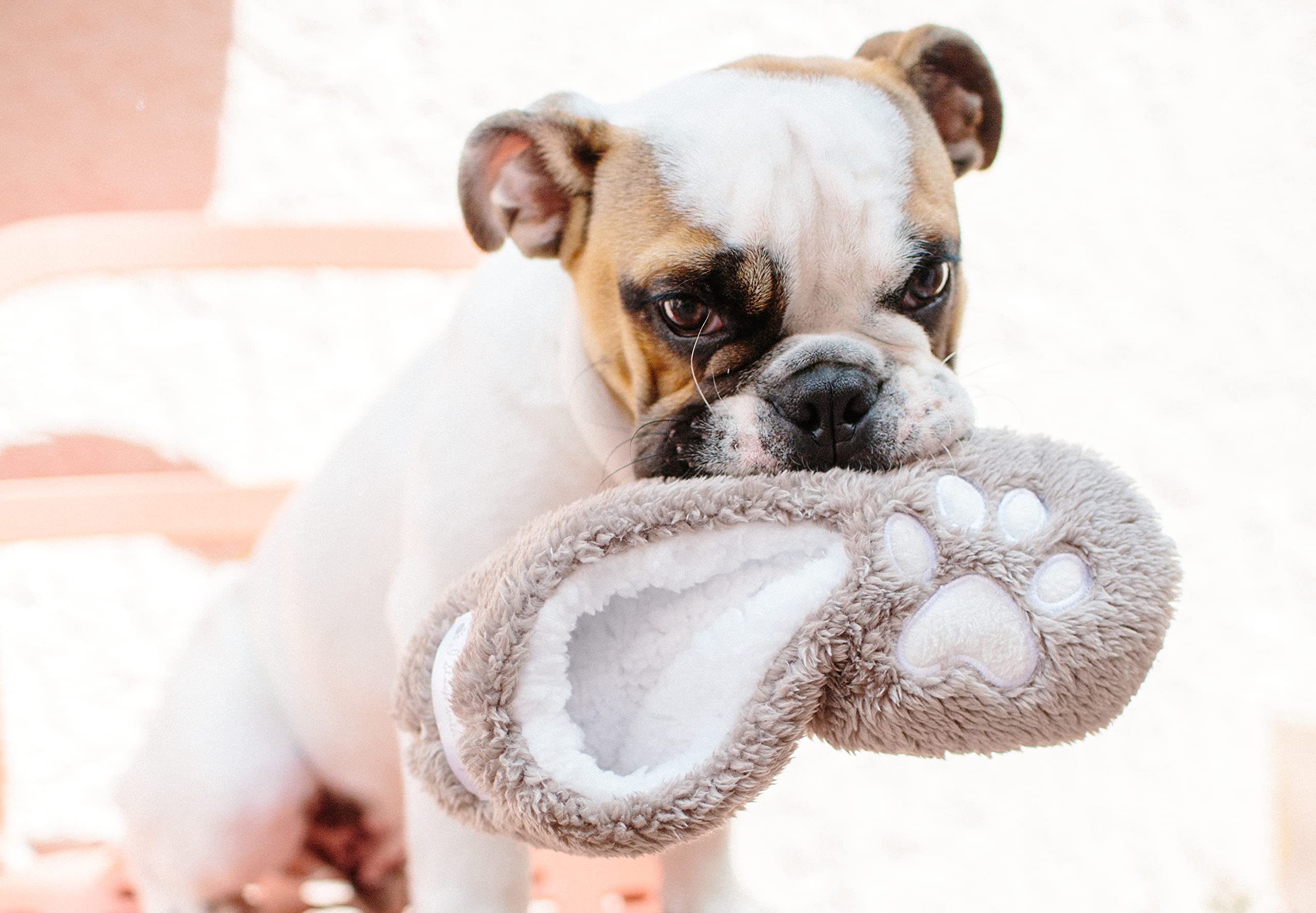Faceplant Dreams I Sleep With Dogs Slippers Footies Size 5-6