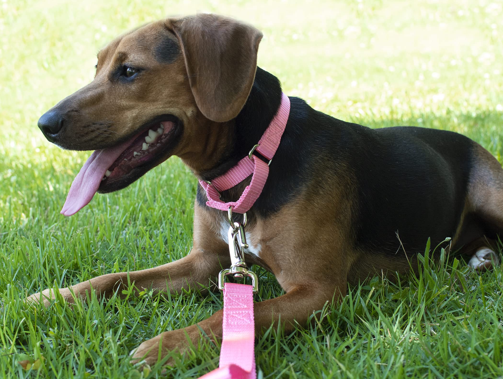 Country Brook Petz - Pink Martingale Heavy Duty Nylon Dog Collar - 21 Vibrant Color Options (1 Inch Width, Extra Large)