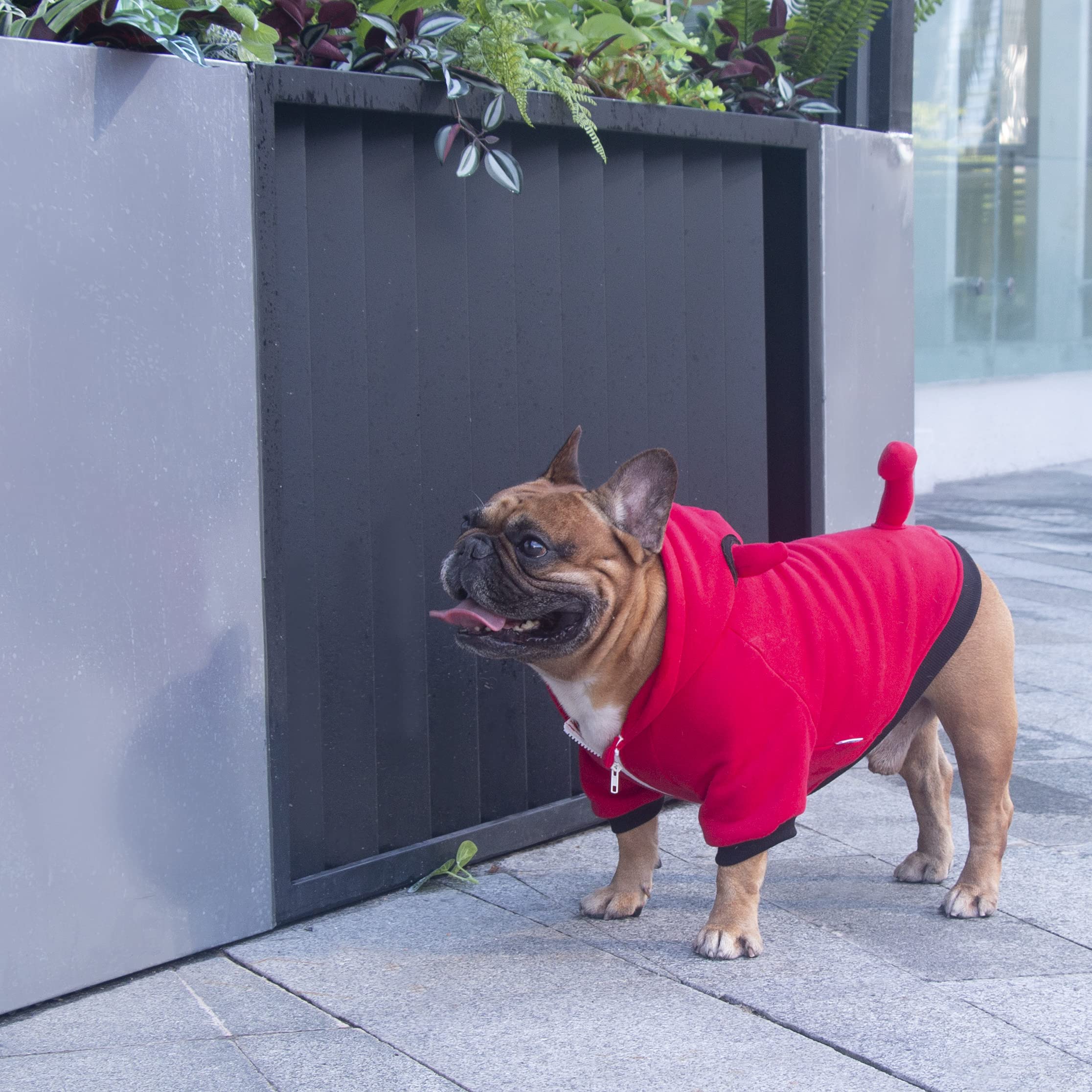 Ichoue I Am A French Bulldog Dog Little Devil Costumes Clothes Sweater Cute Funny For Small Dogs Cold Weather Winter Coats Hoodies Frenchie English Pug Pitbull Corgi Puppy - Red, Medium