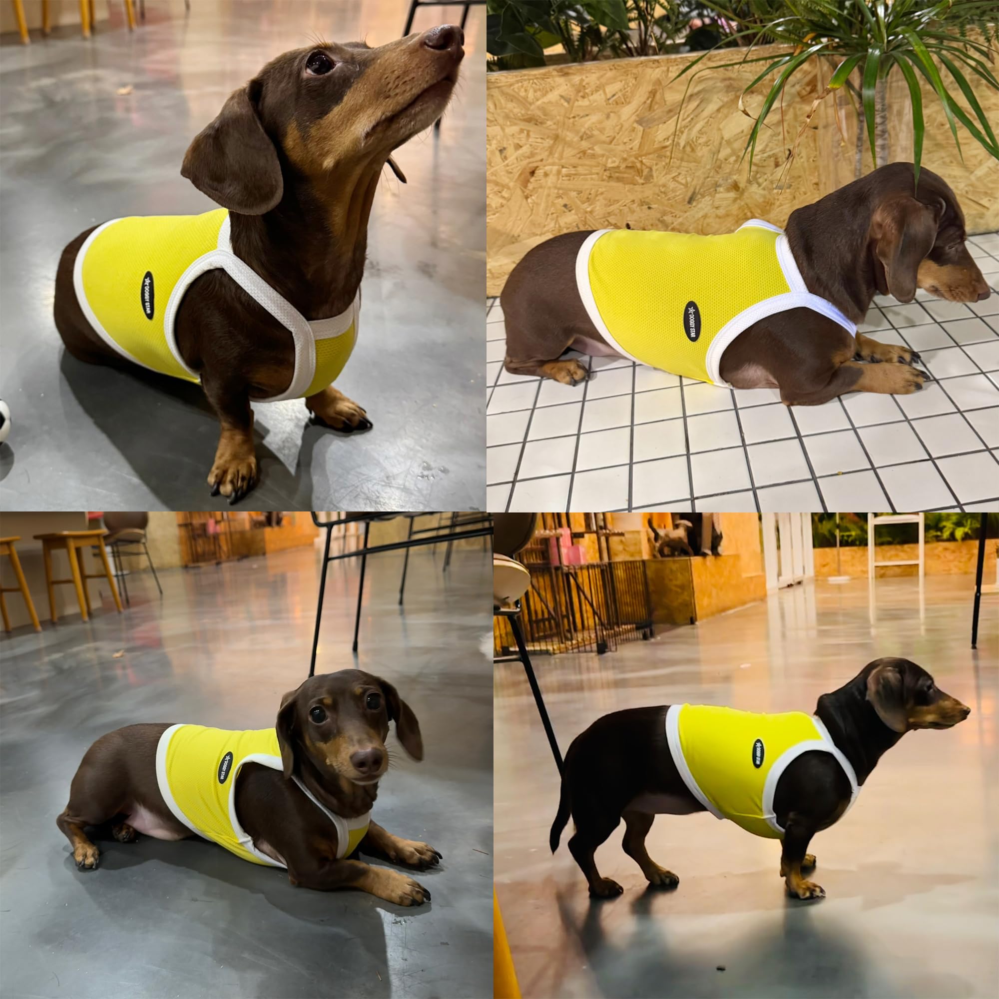 D Doggy Star Dachshund Clothes Spring Summer Cooling String T Shirt Crop Top For Dogs (L,Camisole Yellow)