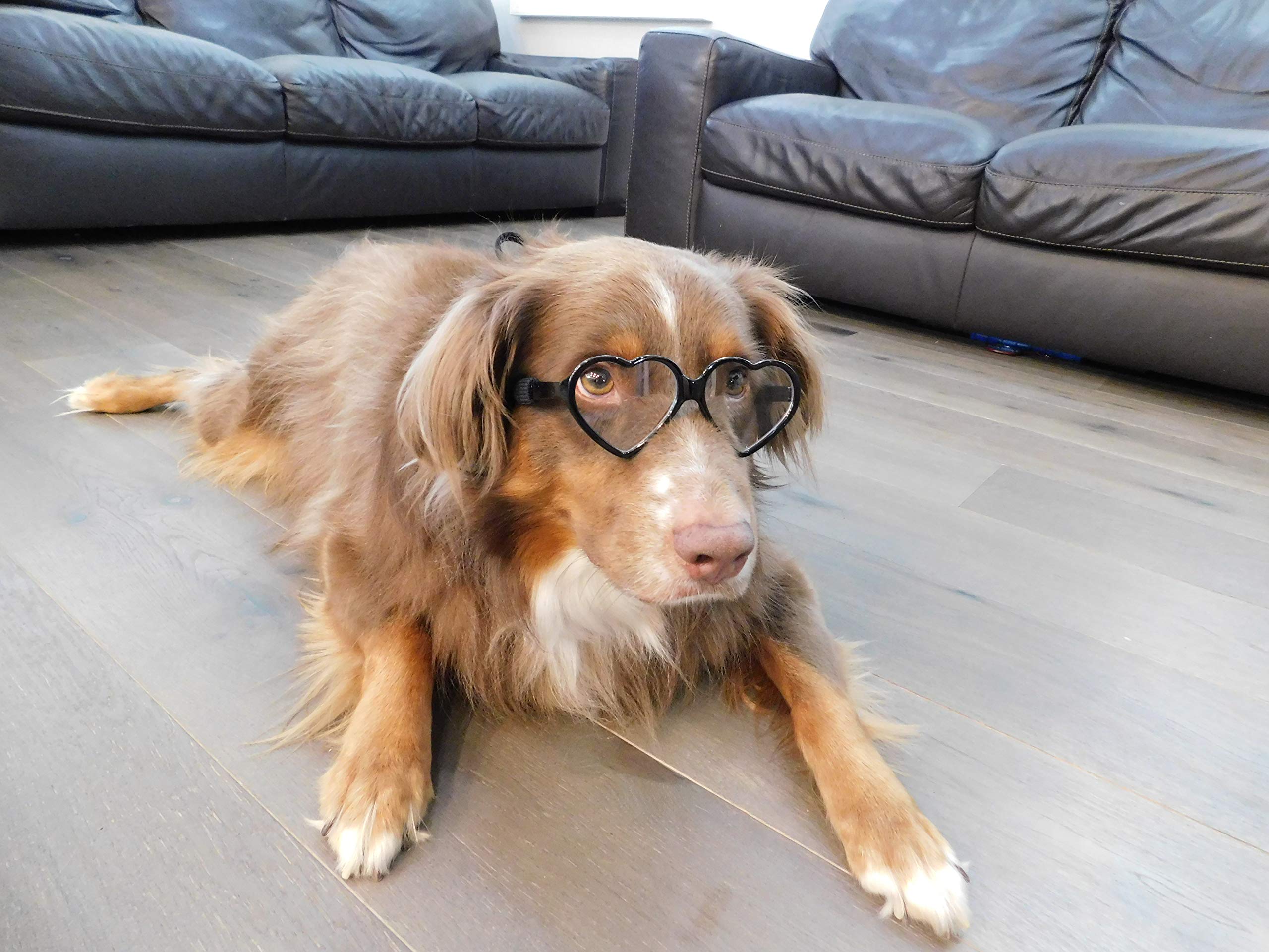 G003 Dog Pet Heart Shape Costume Prop Glasses Medium Breeds 20Lb-40Lbs (Heart Black-Clear Lens)