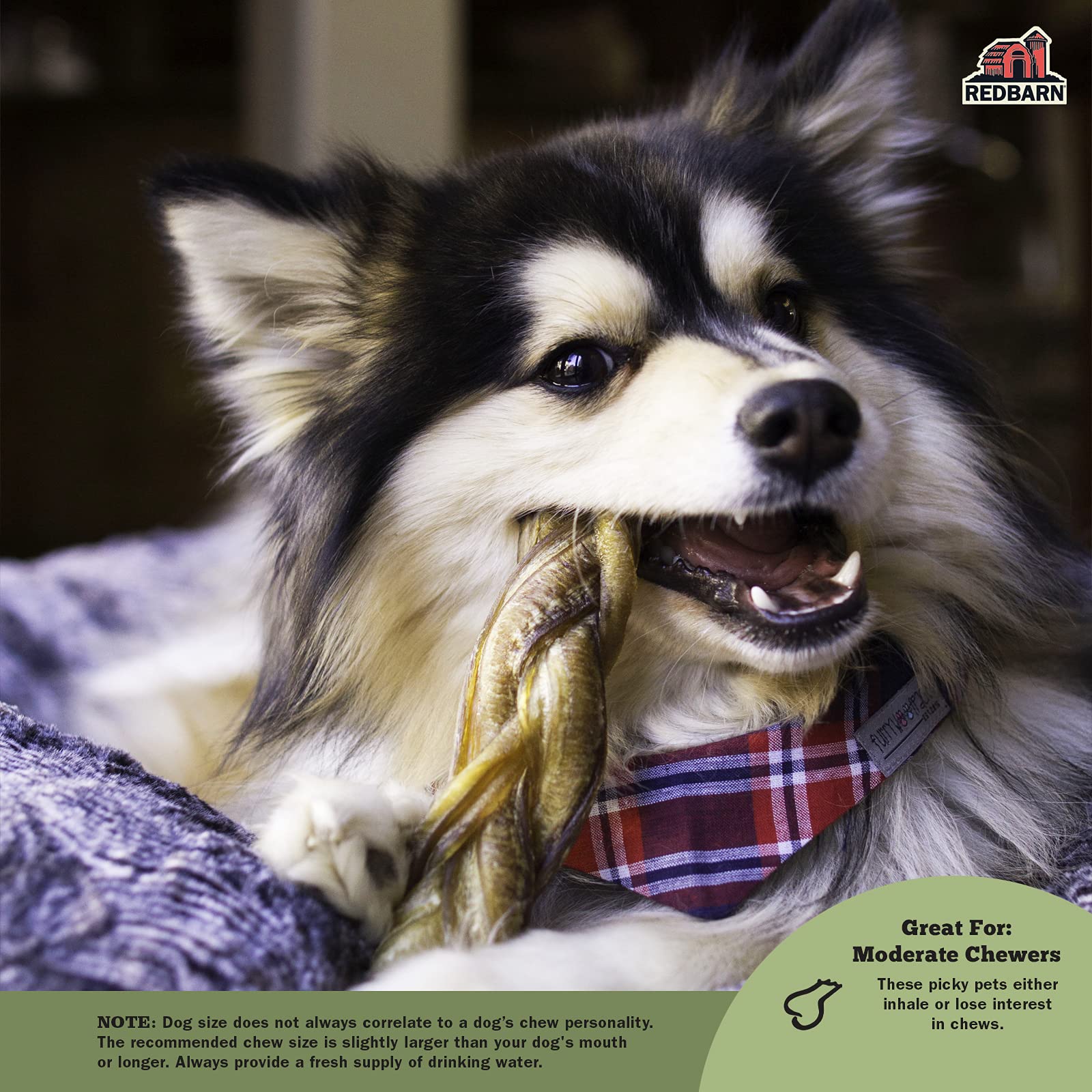 Redbarn Pet Products Odor-Free 7 Inch Braided Bully Braids - Case of 20 Sticks - Long Lasting 100% Beef Chews for Small Medium L