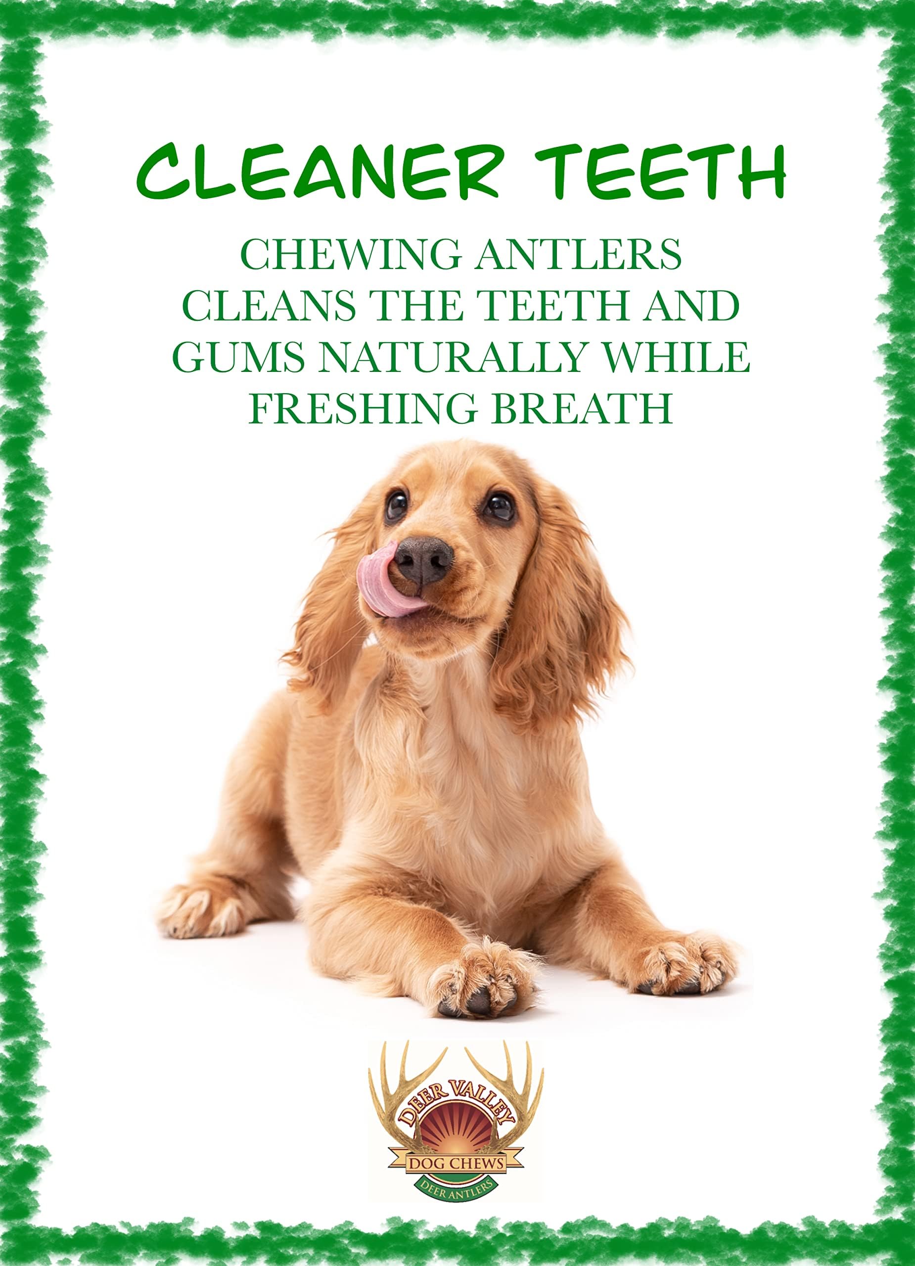 Deer Valley Dog Chews (Large 3 Pack, 6-7 Inches) Premium Deer Antler for Dogs - Ethically-Sourced and Irresistible Dog Chew Toy