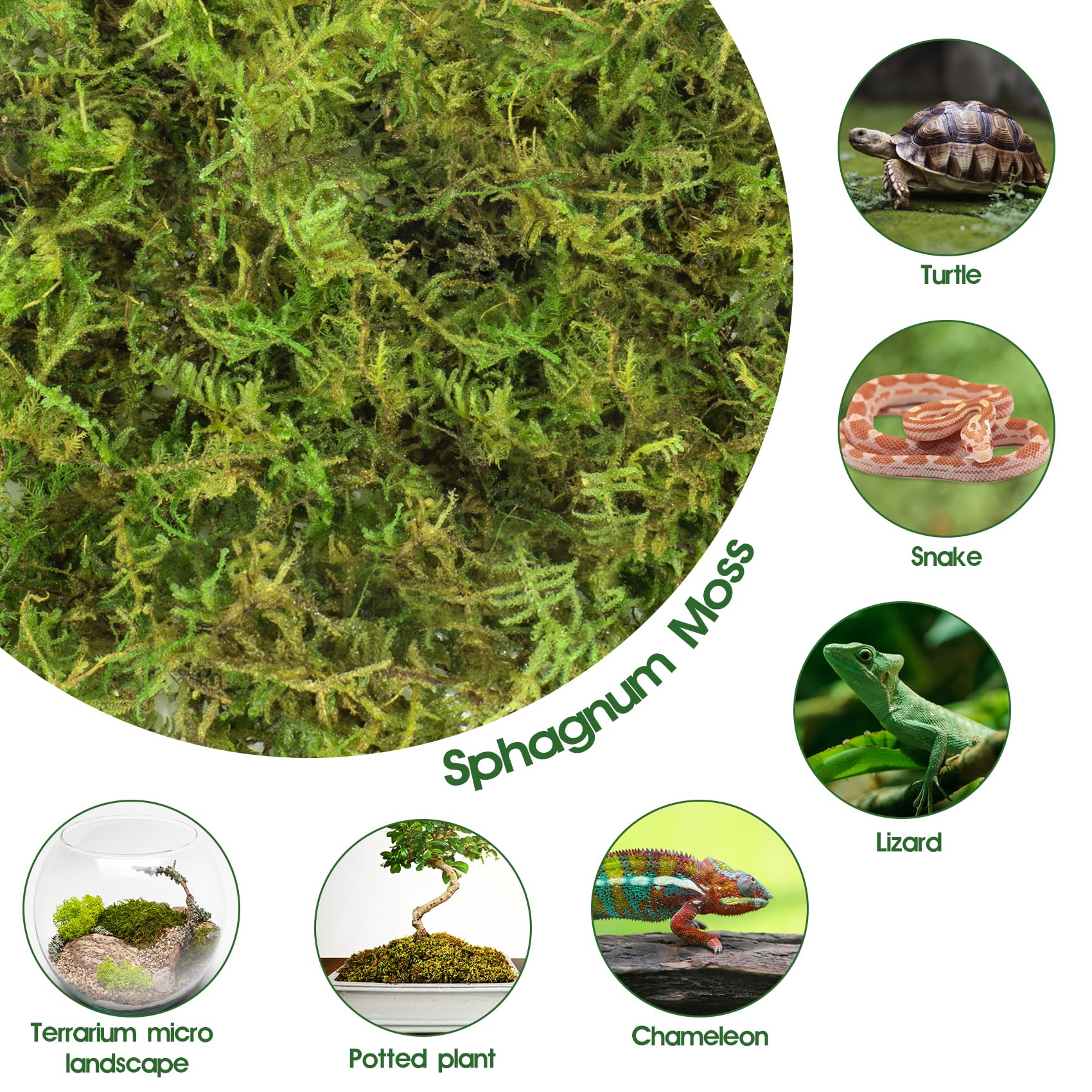 Pakimi 28Oz Sphagnum Moss For Reptiles, Terrarium Natural Green Dried Peat Habitat Bedding Plants For Snakes Gecko Forest Frogs
