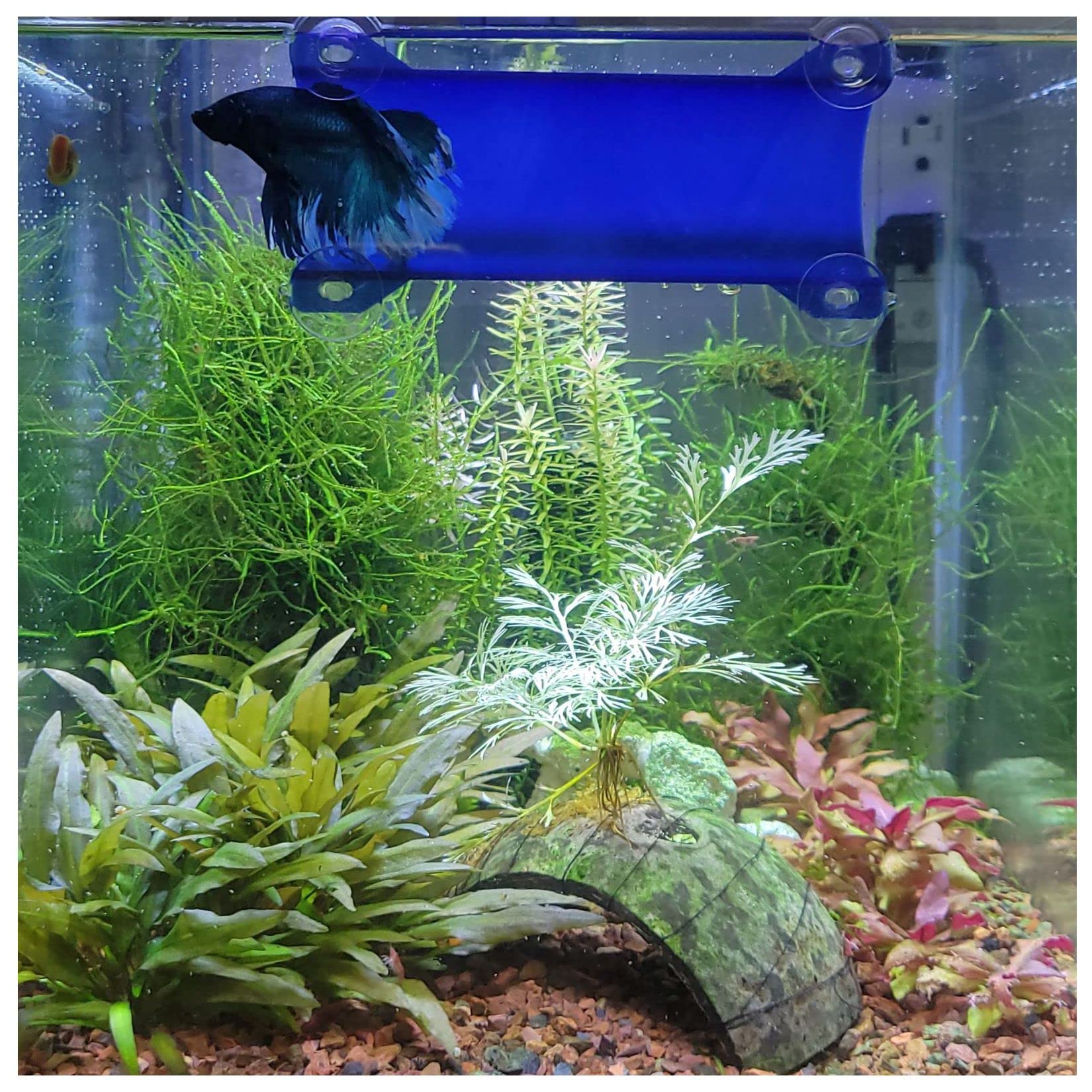 Seeshelter Brand Betta Tunnel (Opaque Dark Blue)