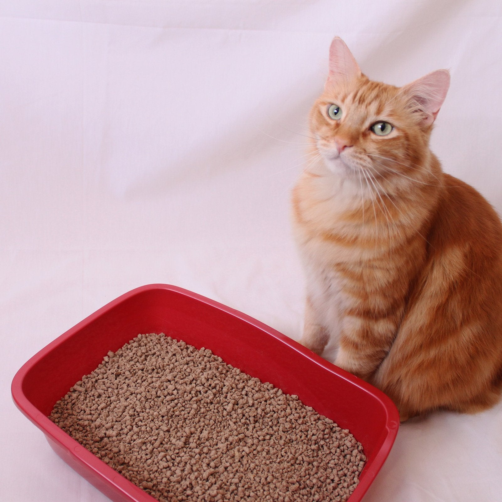 Green Tea Fresh Cat Litter One 11.5 lb. bag