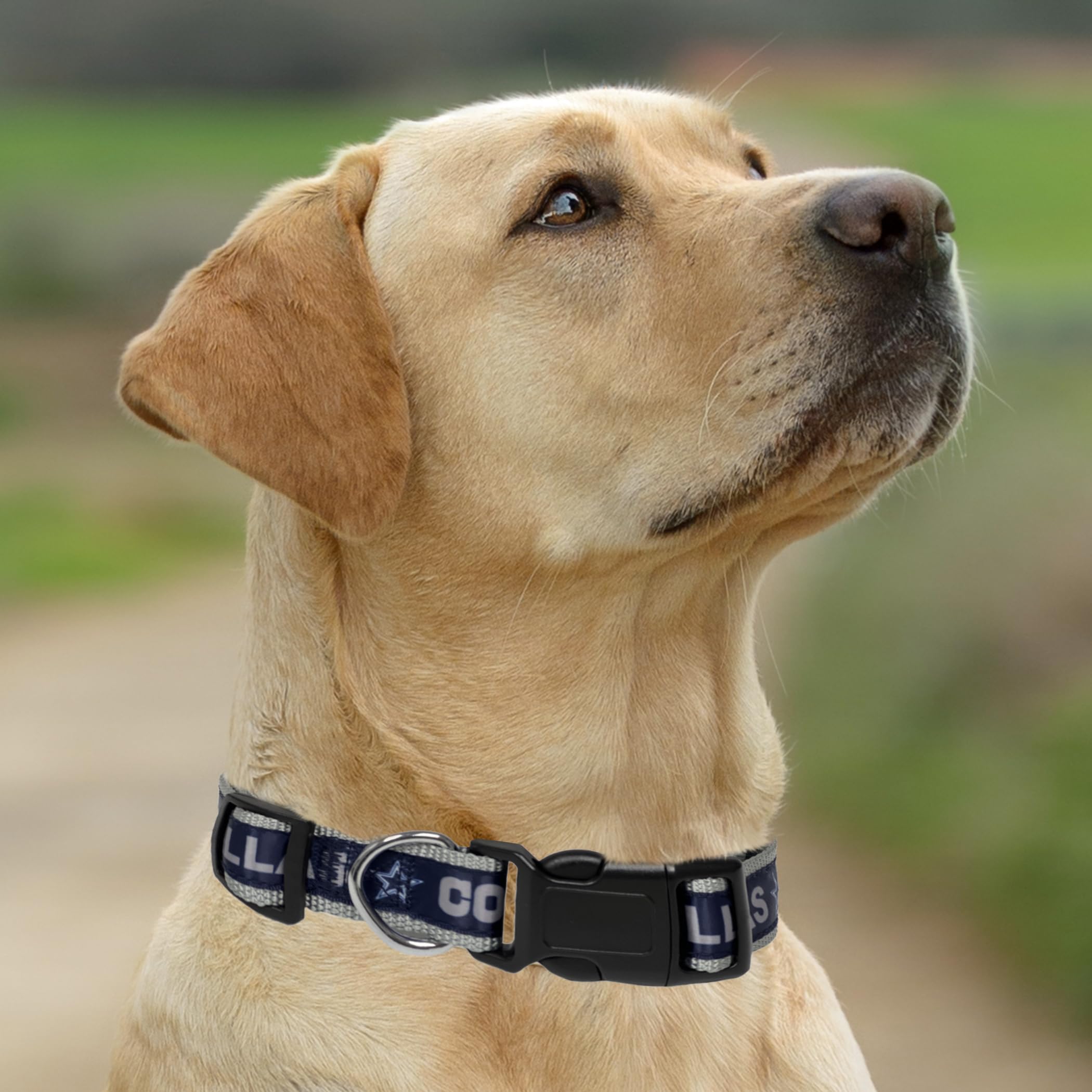 NFL PET COLLAR - Dallas Cowboys Cat & Puppy Collar, Small
