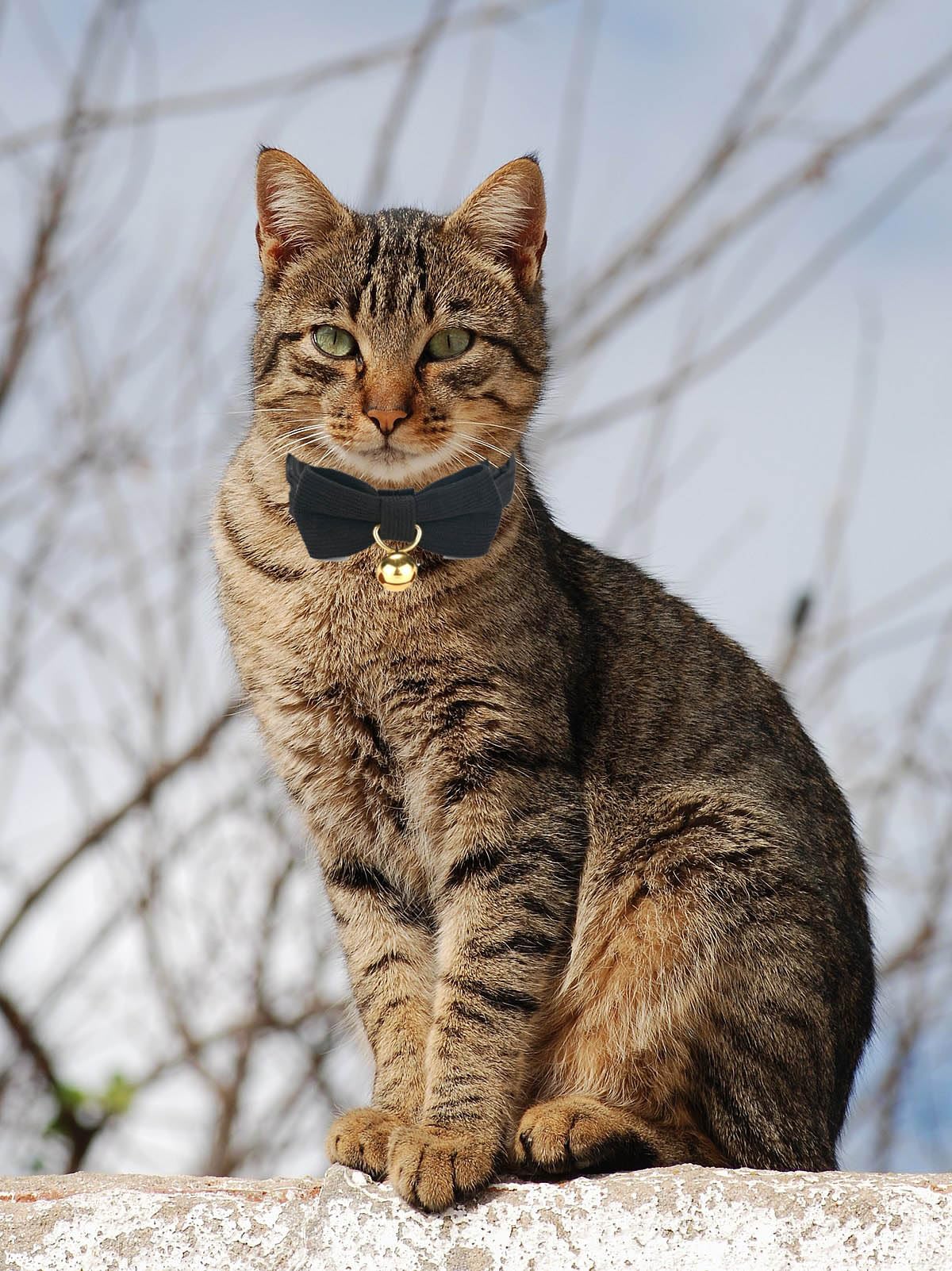 Ewinoom 2 Pack Soft Corduroy Cat Collars With Bow Tie & Bell, Adjustable Breakaway Cotton Kitty Bowtie Collar For Boy Male Cats(