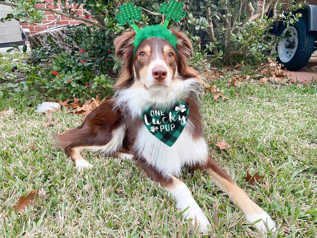 St Patricks Day Dog Costume, Green Shamrock Headband And Buffalo Plaid Pet Bandana