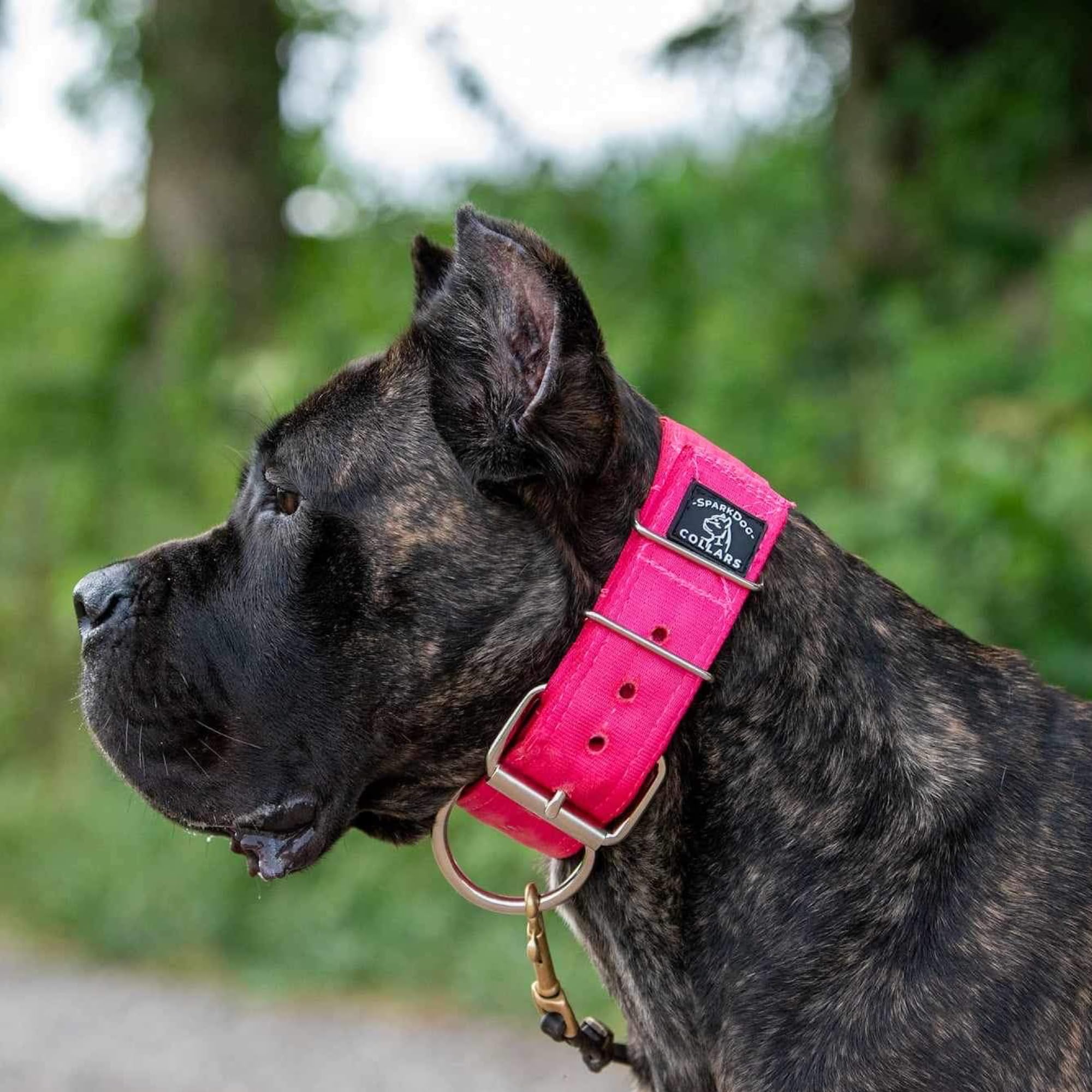 Sparkdog Collars Working Dog Collar - 2' Wide Dog Collar, 4Ply Polyester Seatbelt Webbing, Heavy Duty Stainless Steel Welded Ha
