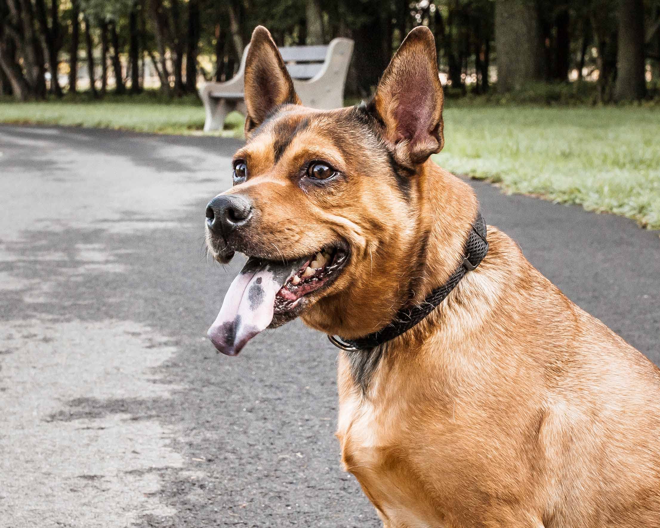 Pet Life 'Aero Mesh' 360 Degree Dual Sided Comfortable And Breathable Adjustable Mesh Dog Collar(D0102H70Hdg.)