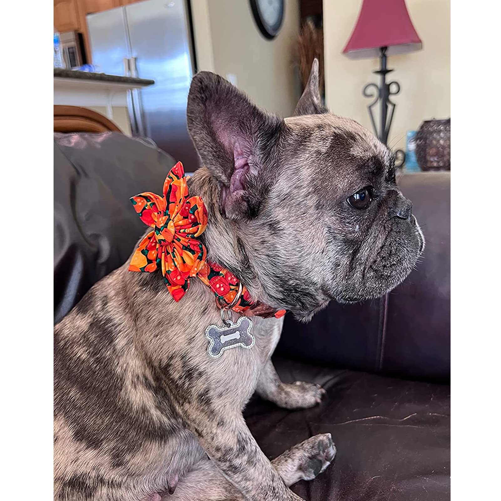 Lionheart Glory Dog Collar, Cotton S Collar With Flower, Adjustable Animal Collar For Small Dogs, Halloween Dog Collar, Pumpkin