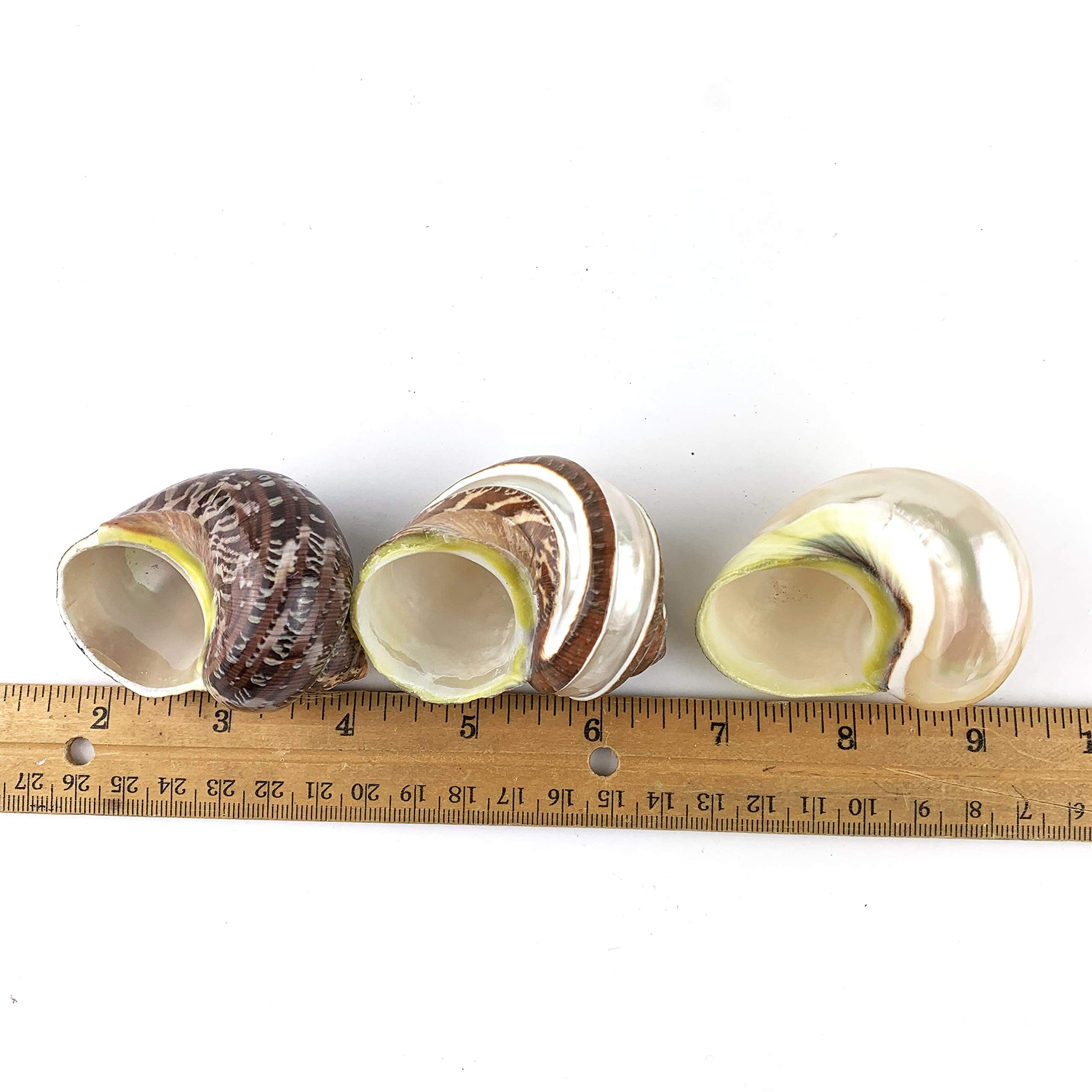 Worlds 3Pc Large Mix Hermit Crab Shells&Turbo Shells 2''-2-3/4''Inch