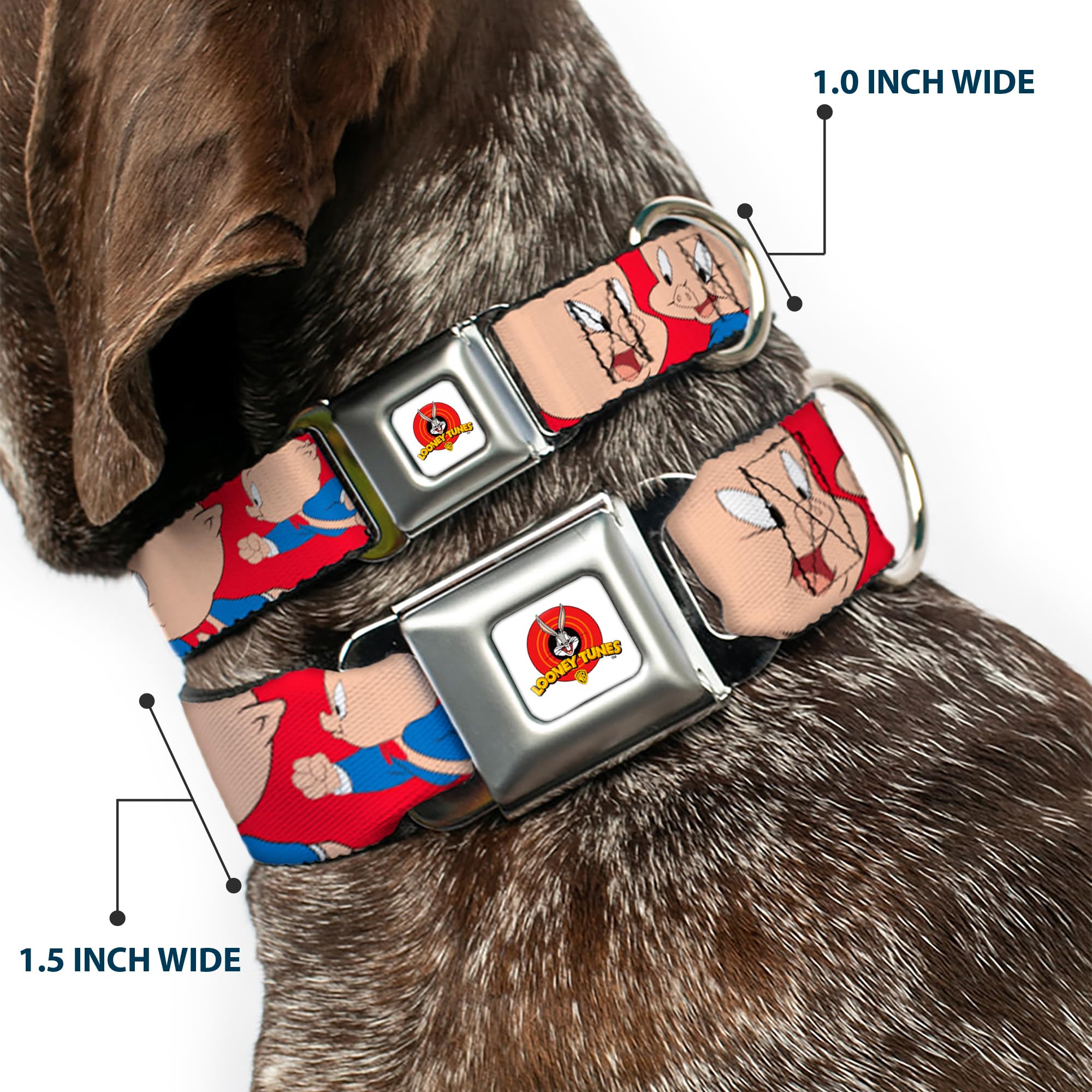 Dog Collar Seatbelt Buckle Porky Pig Expressions Red 11 To 17 Inches 1.0 Inch Wide