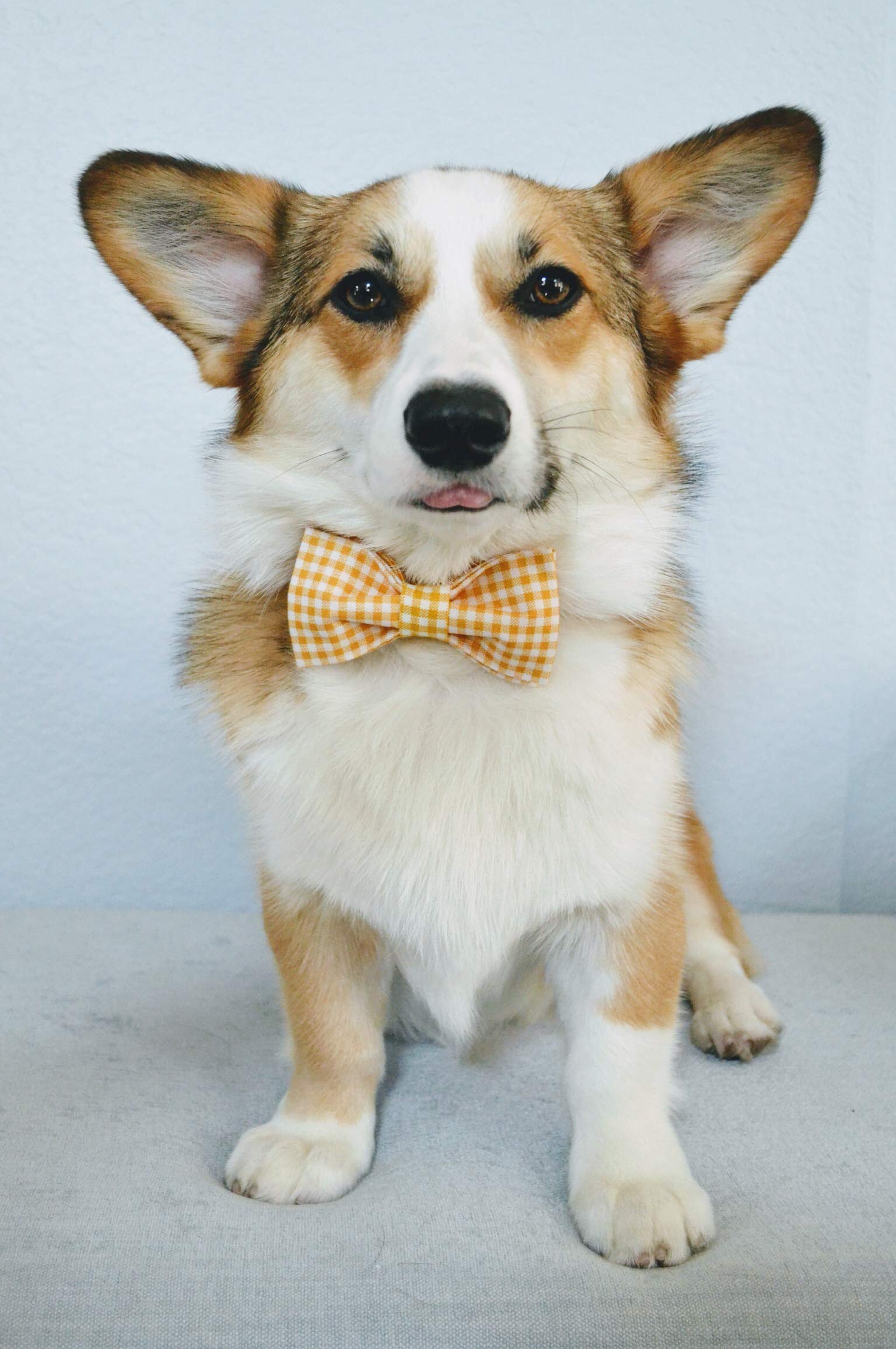 Lionet Paws Dog Collar With Bowtie, Durable Adjustable And Comfortable Collar For Xx-Small Dogs And Cats, Neck 7-11In