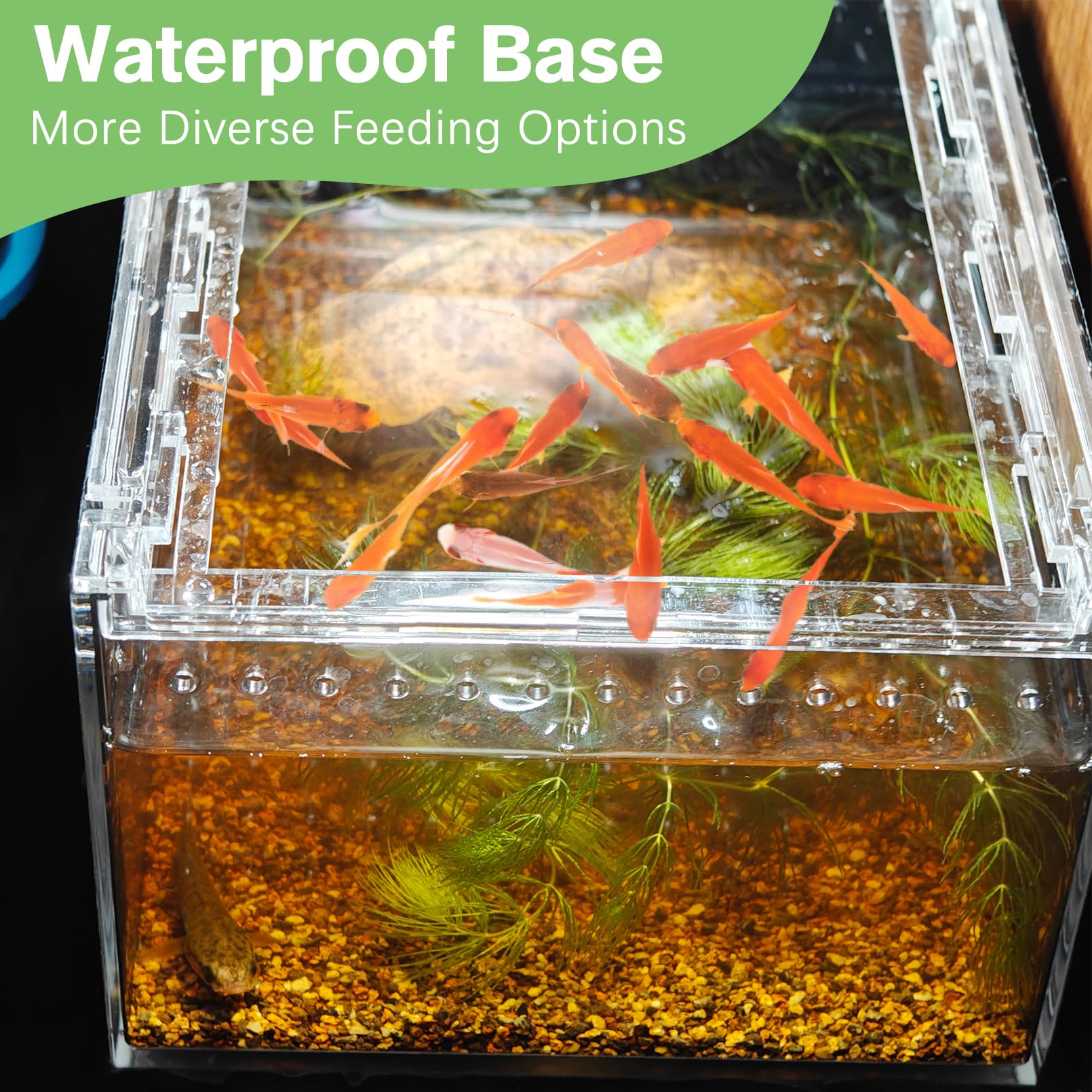 Apatal Acrylic Tarantula Enclosure Box No Assembly Reptile Terrarium 8x6x4in Transparent Sling Cage Magnetic Jumping Spiders Hab