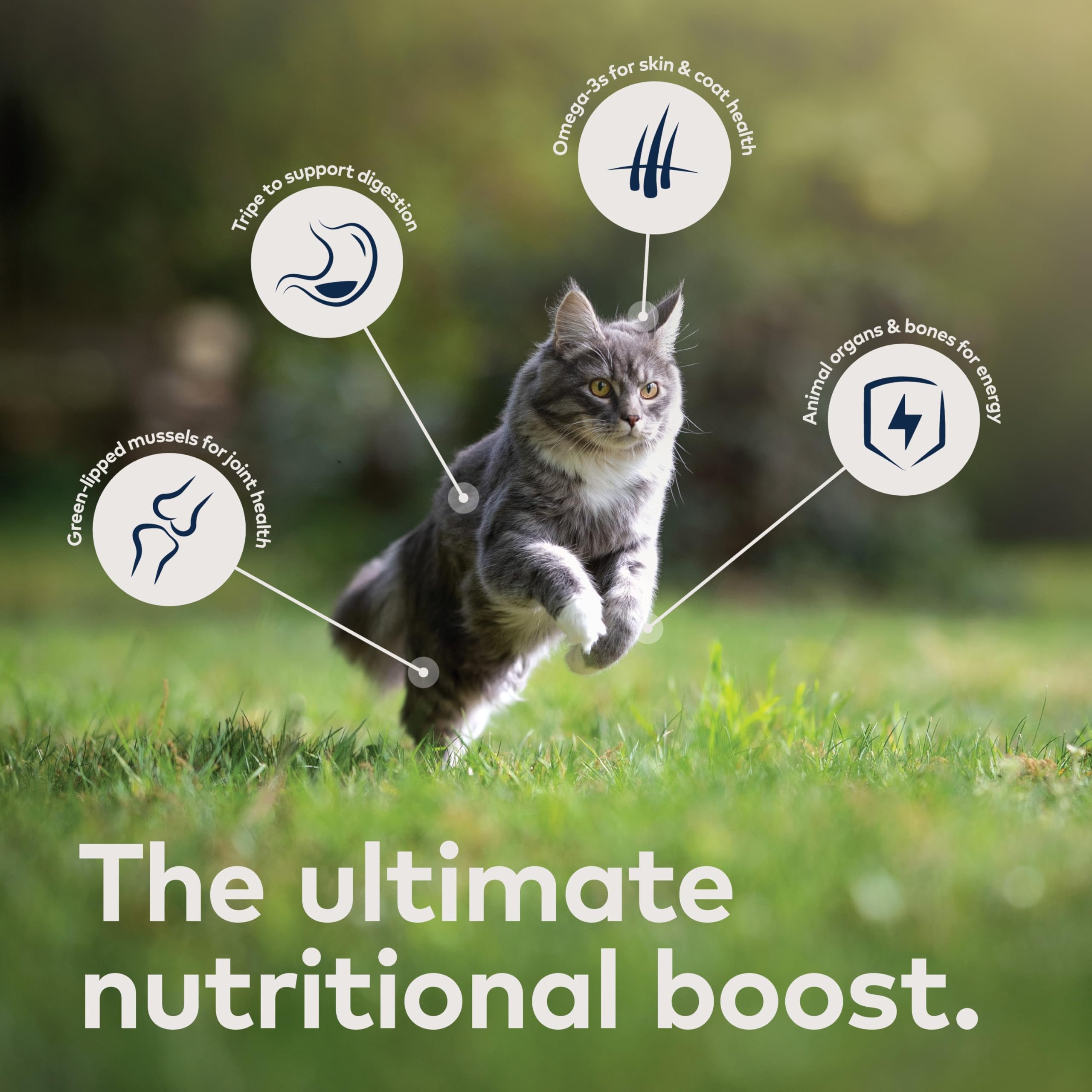 ZIWI Peak Canned Wet Cat Food - All Natural, High Protein, Grain Free, Limited Ingredient, with Superfoods (Mackerel, Case of 6,