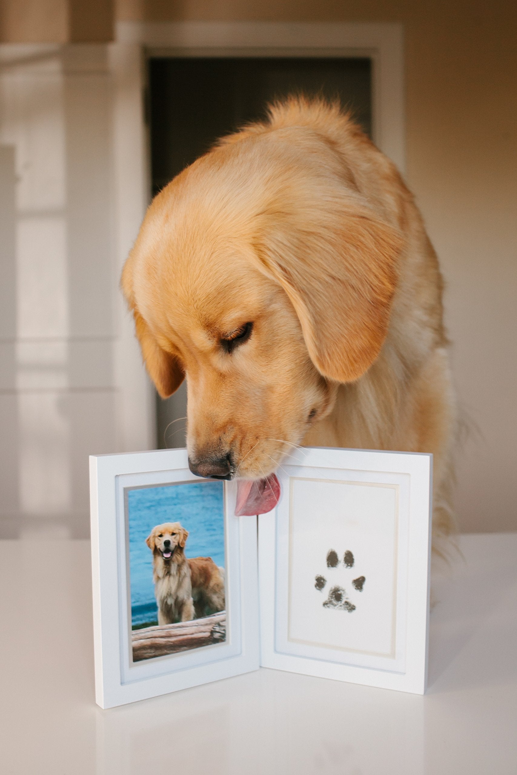 Pearhead Pet Pawprints Desk Picture Frame, Pet Memorial Keepsake, White Photo Frame For Pet, Imprint Kit