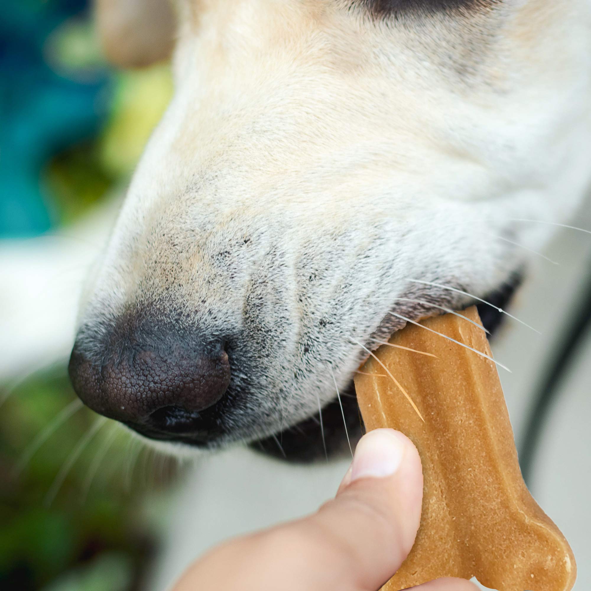Himalayan Pet Supply Dog Chew Bone - Large | Long Lasting, Stain Free, Protein Rich, Low Odor | 100% Natural, Healthy & Safe | N