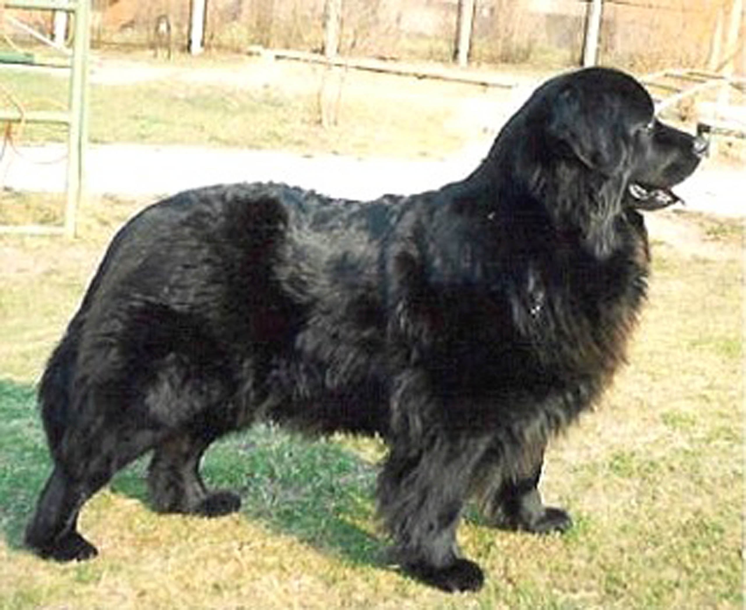 Dean And Tyler Wire Basket Muzzle, Size No. 11 - Newfoundland
