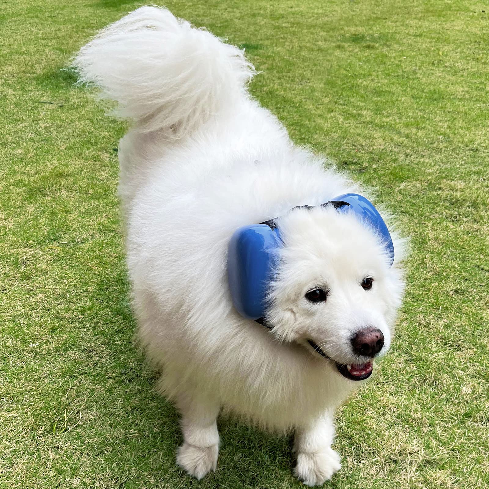 Deryep Dog Earmuffs For Hearing Protection 29Db Nrr Ear Muffs Noise Protection (Medium, Blue)