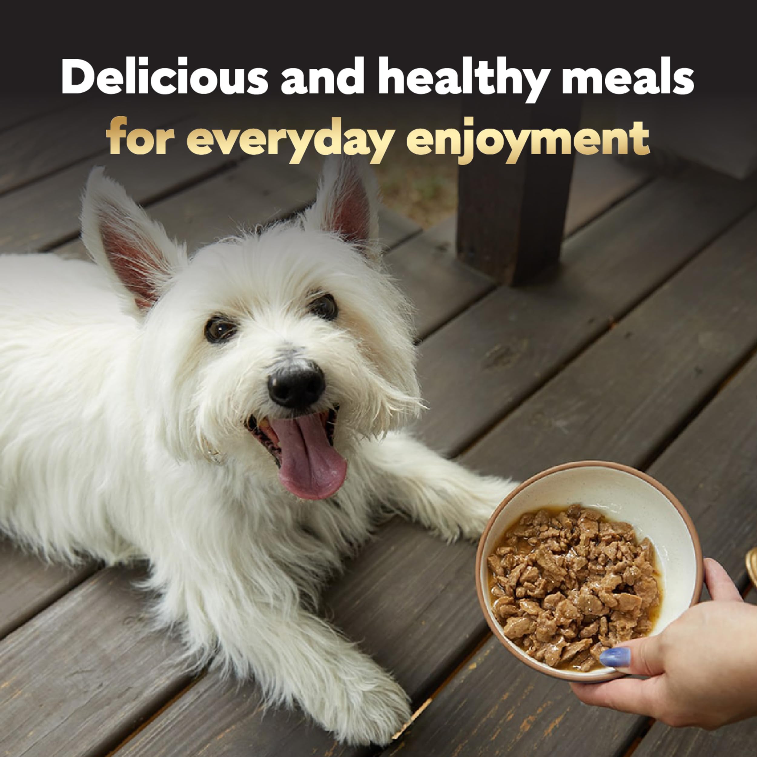 Cesar Filets in Gravy Adult Wet Dog Food, Turkey Recipe, 3.5 oz. (24 Count, Pack of 1)