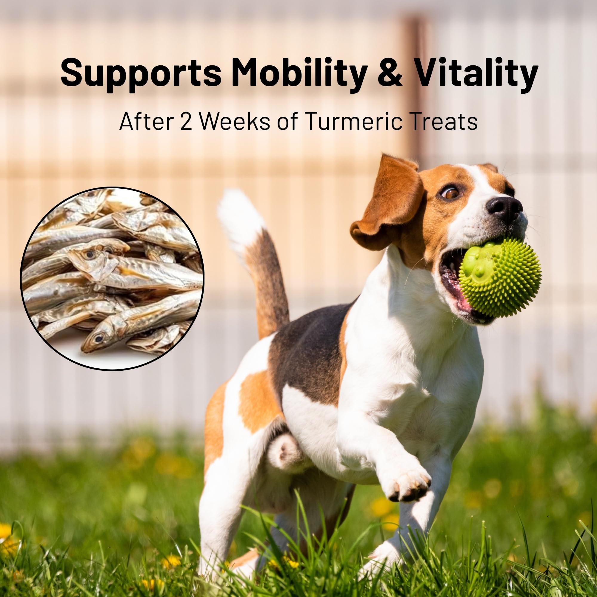 green paws Gluten Free Herring Dried Fish Pet Treats - Infused with Turmeric, Pure Wild-Caught Single Ingredient Snack, Healthy