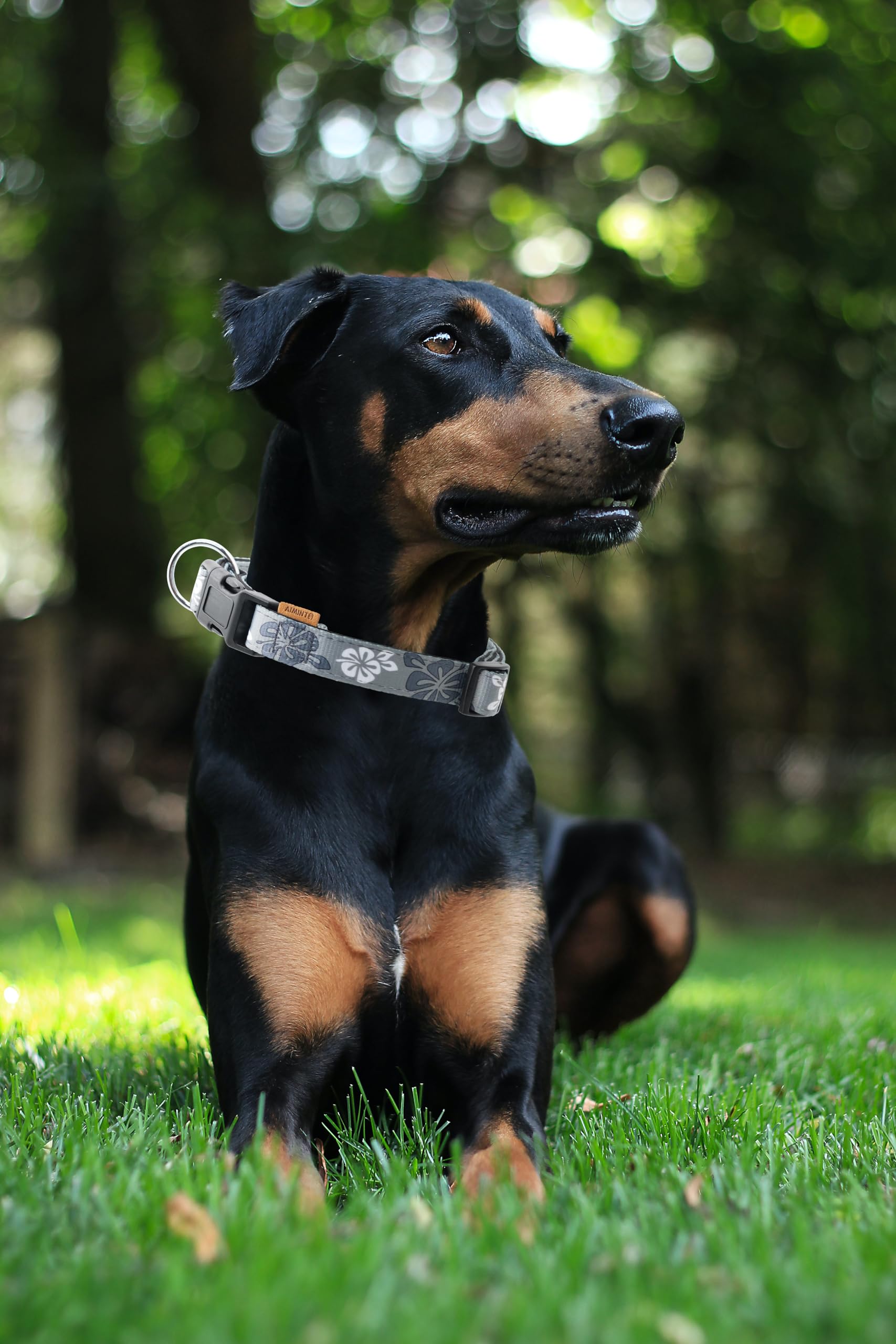 Aiminto Dog Collar, Cute Floral Pattern, Neoprene Padded And Adjustable Collar With Quick Release Buckle, Reinforced Structure (