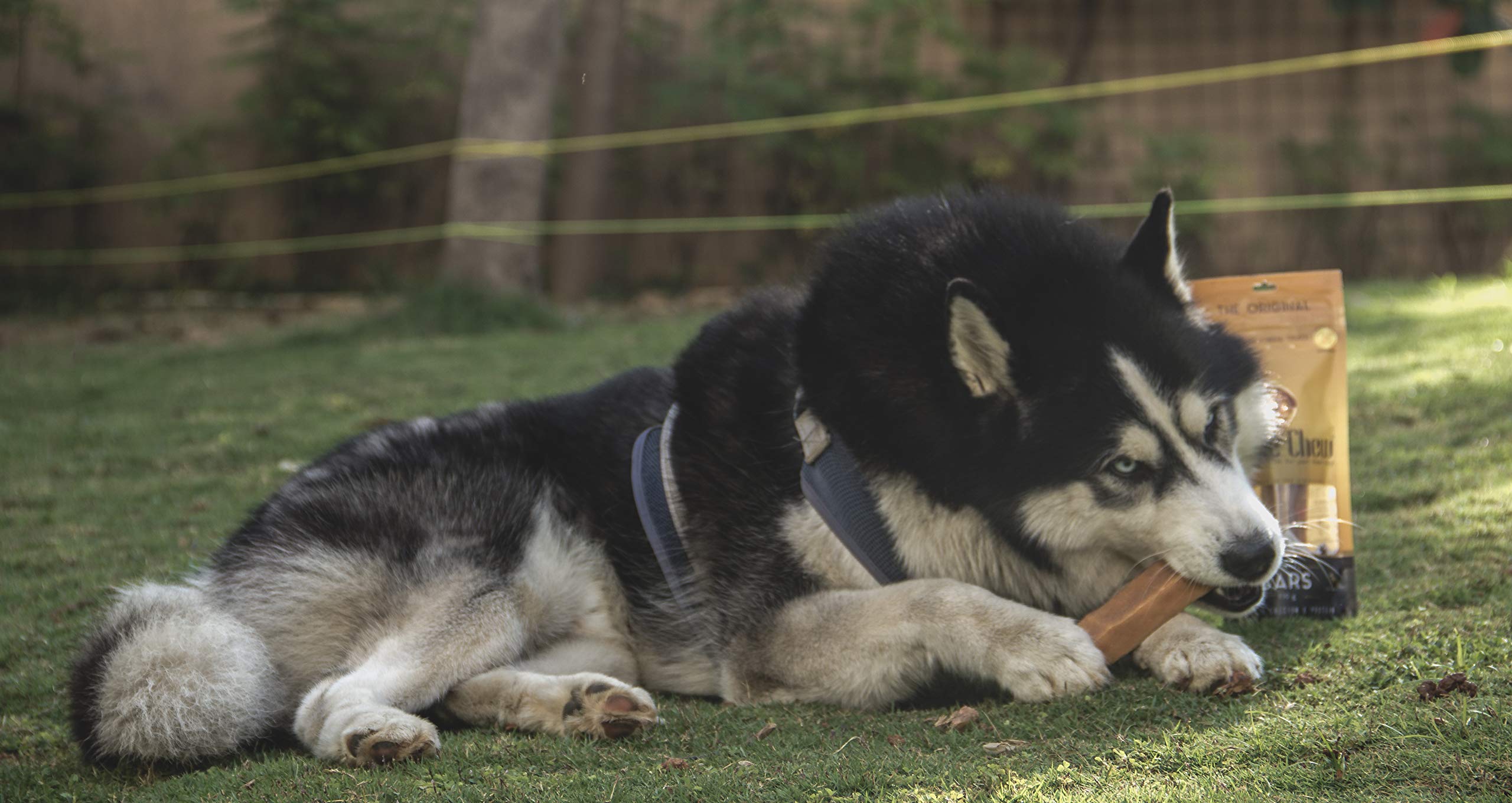 Dogsee Chew Dog Dental Chews | Long Lasting Dog Chews for Large Dogs | Yak Cheese Flavored Himalayan Dog Chew That Will Lower Th