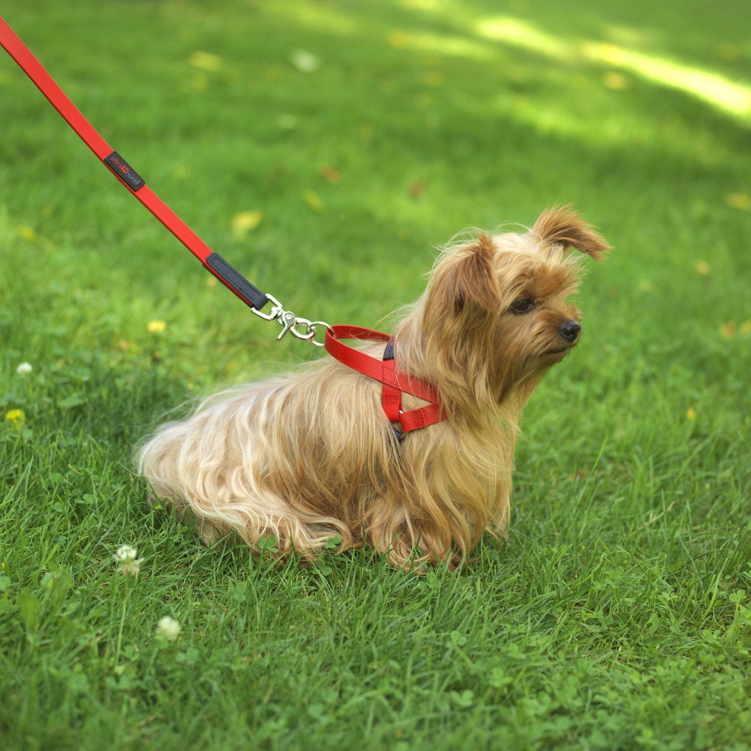 Ultrahund 'Boss' Lead, 3/4' X 6', Red