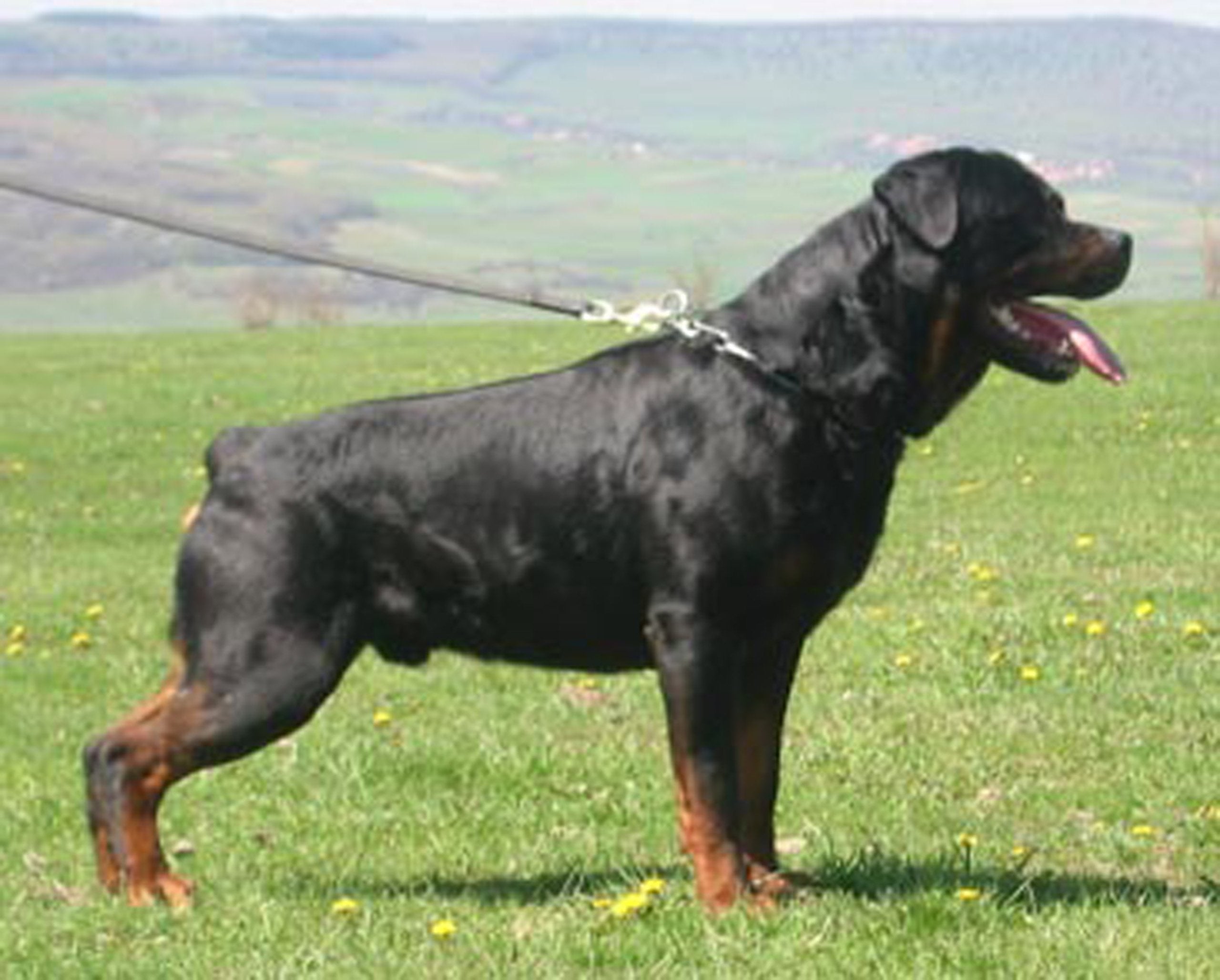Dean and Tyler Wire Basket Muzzle, Size No. R4 - Large Rottweiler