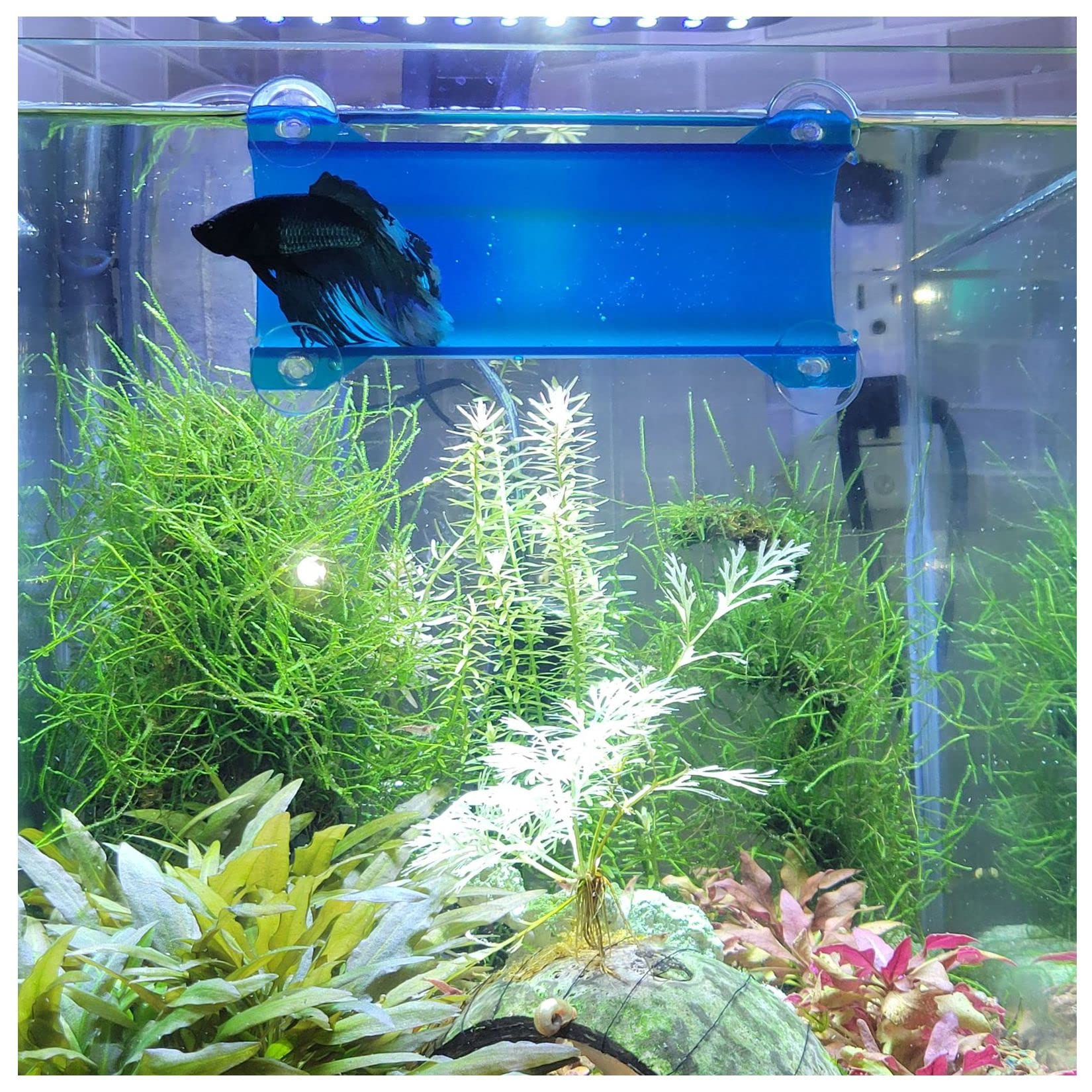 Seeshelter Brand Betta Tunnel (Translucent Lagoon Blue)