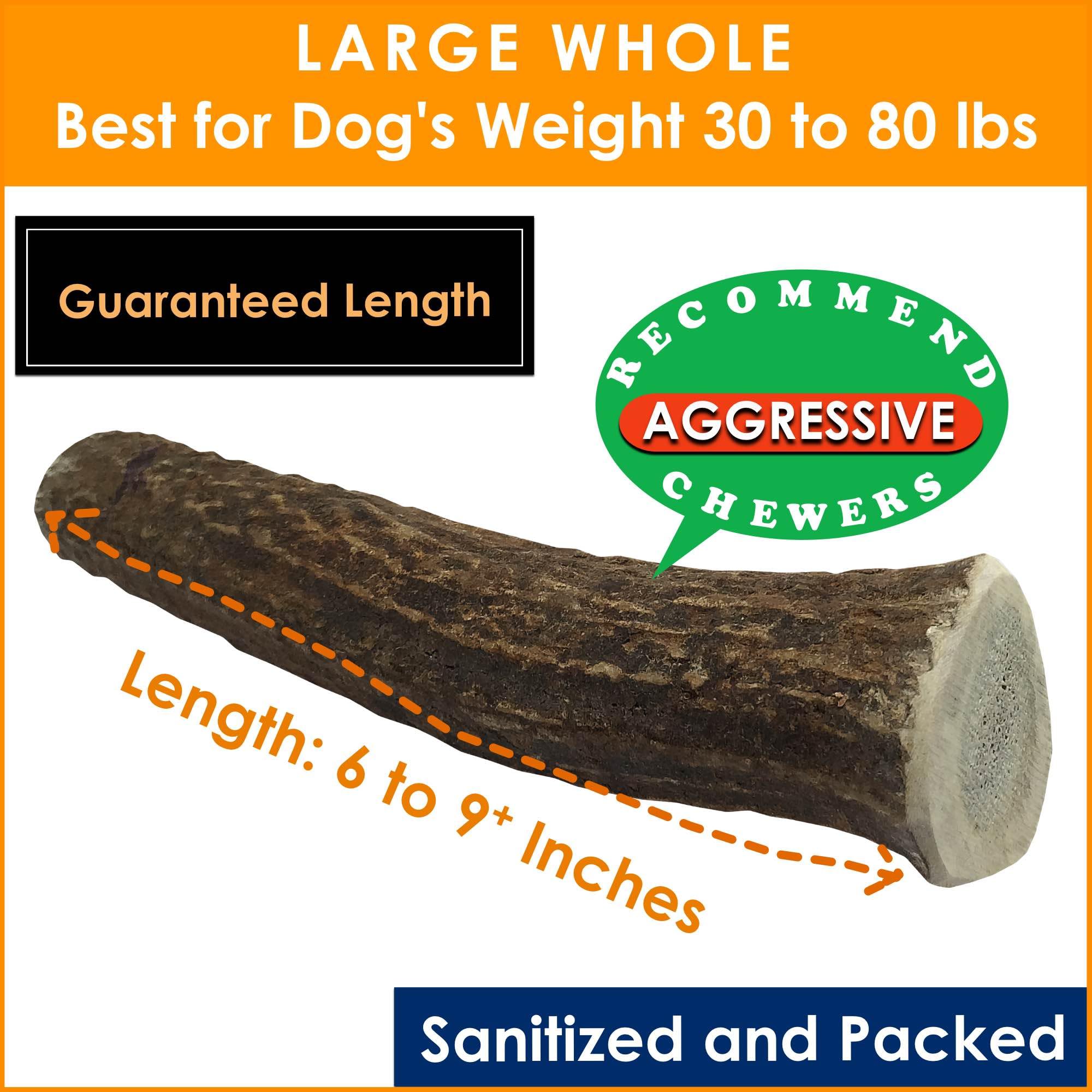 Deluxe Naturals 1-Pack Large Whole Elk Antler Dog Chews (6 to 9+ in) - Long Lasting Natural Dog Bones for Medium to Large Dogs (