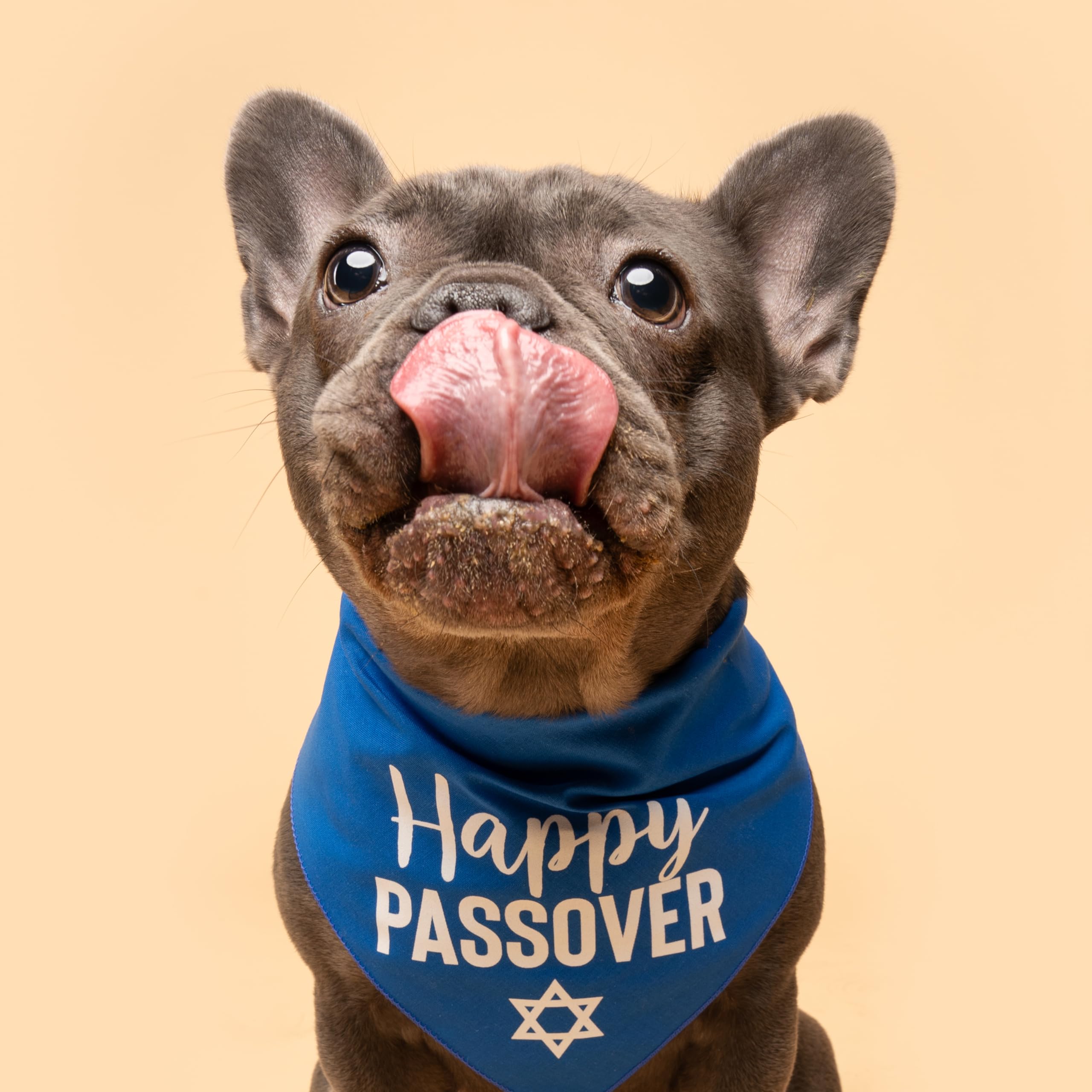 Happy Passover Jewish Star Happy Passover Dog Bandana | 100% Cotton Adjustable Triangle | Made In Usa | Passover | Jewish Holida