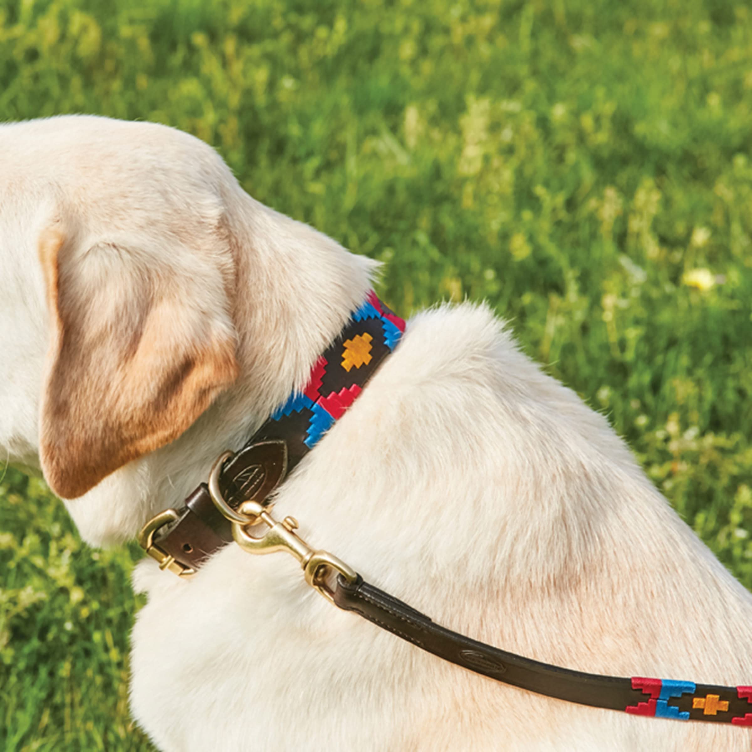 Weatherbeeta Polo Leather Dog Collar, Beaufort Brown/Pink/Blue, Small