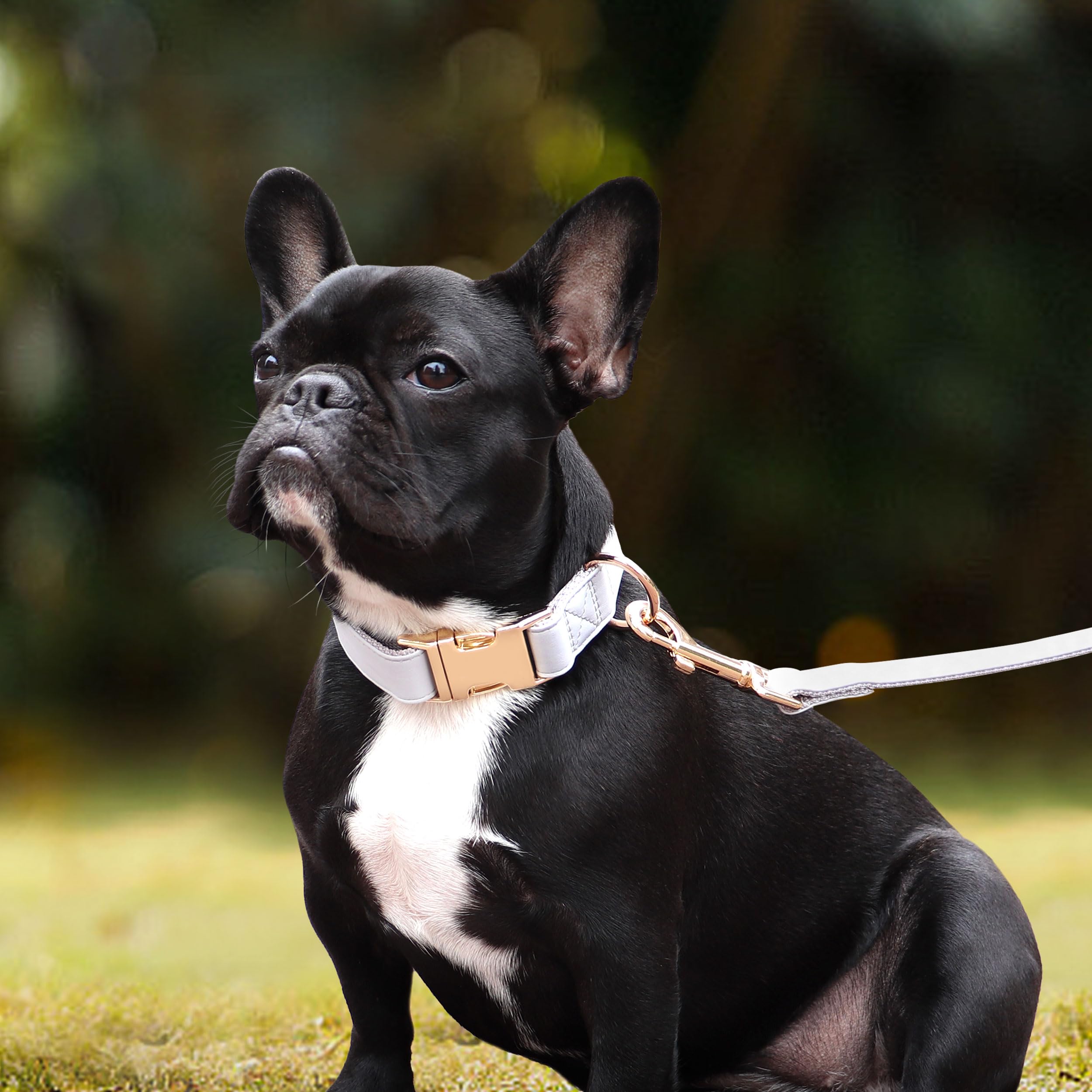 Pet Artist Charming Nylon Dog Collar With Leather Soft Comfy Elegant Nylon Collars For Dogs Small Medium Large 4 Bright Solid Color For Choosing Blue Red Brown Grey (Grey,Neck Fit 9-14'')