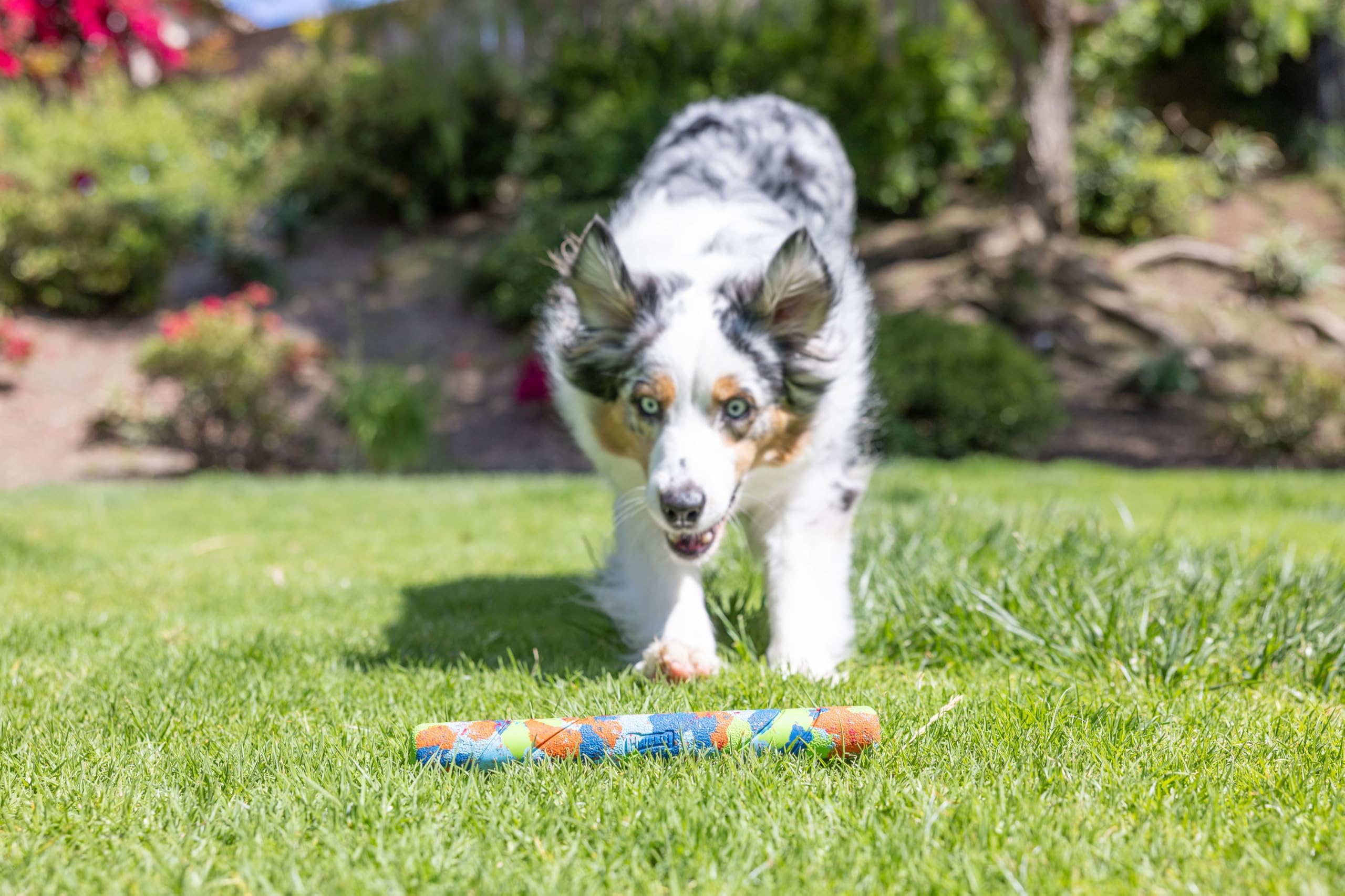 Chuckit! Ecofetch Fetch Stick Dog Toy, Pack Of 1, For All Breed Sizes (Ecofetch Stick)