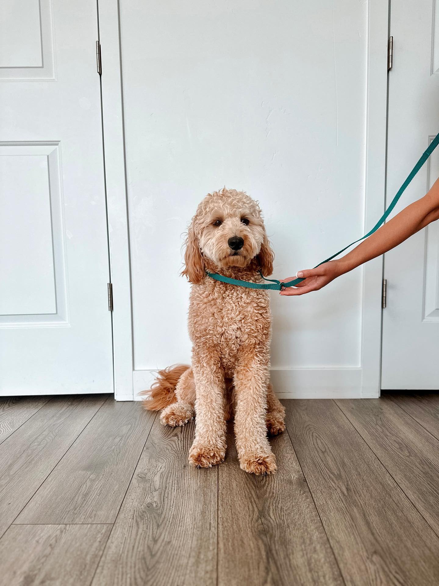 Midlee 4 Foot Dog Kennel Slip Lead Heavy Duty Nylon Pack Of 10 Assorted