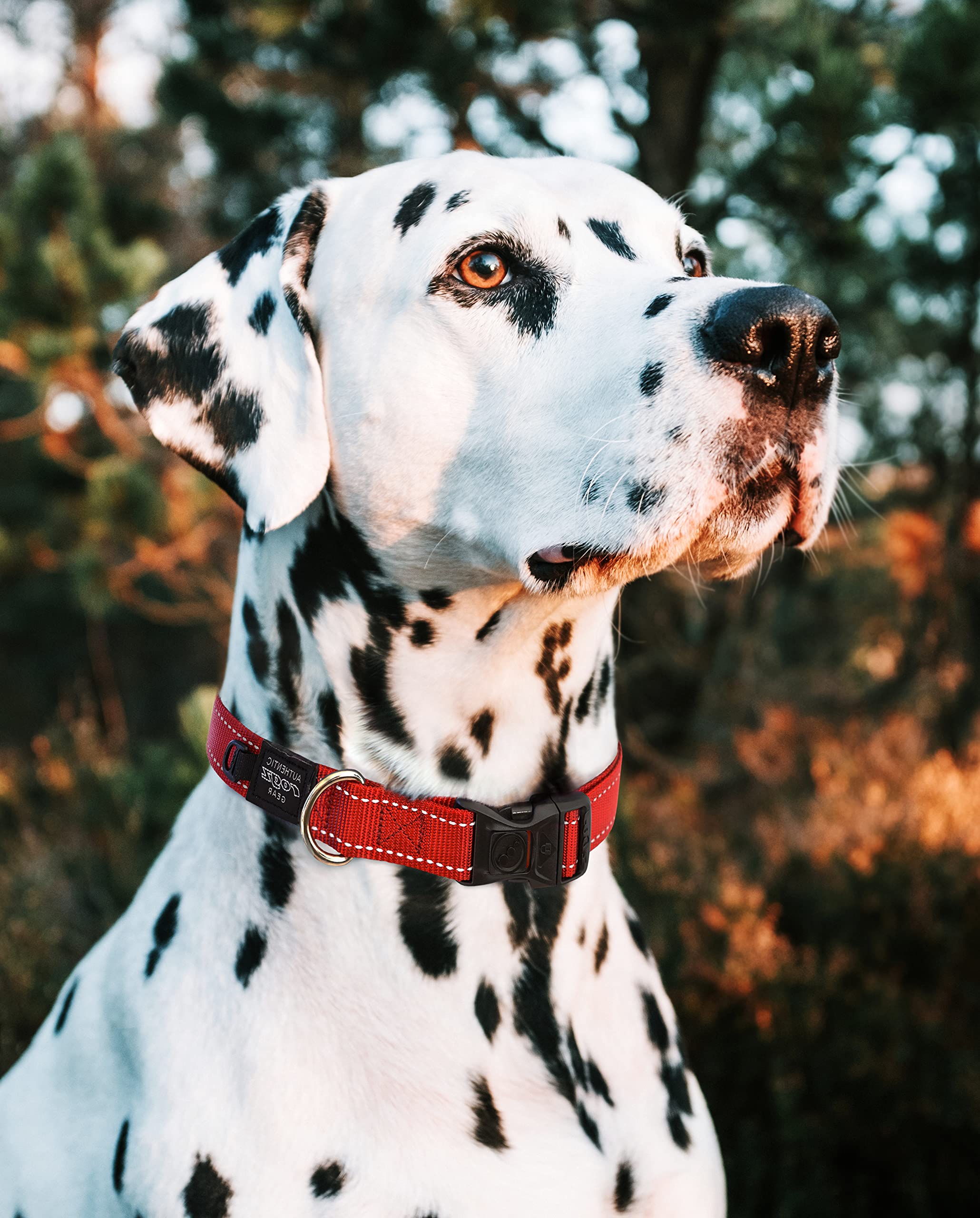 Reflective Dog Collar For Extra Large Dogs, Adjustable From 17-27 Inches, Orange