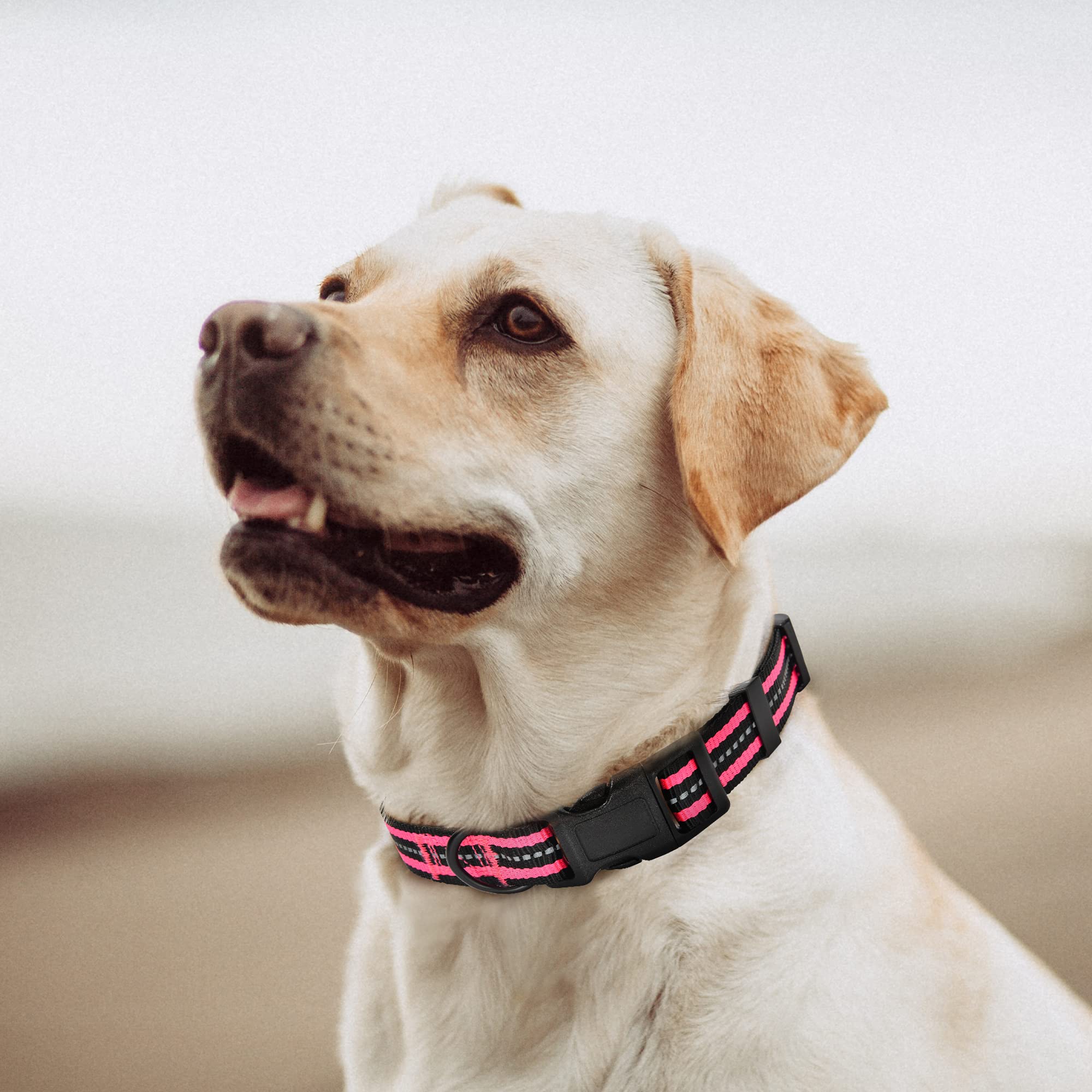 Mile High Life Reflective Dog Collar | Nylon Pet Collars Wiith Buckle | Light Weight Puppy Collars | Pink Dog Collars For Small