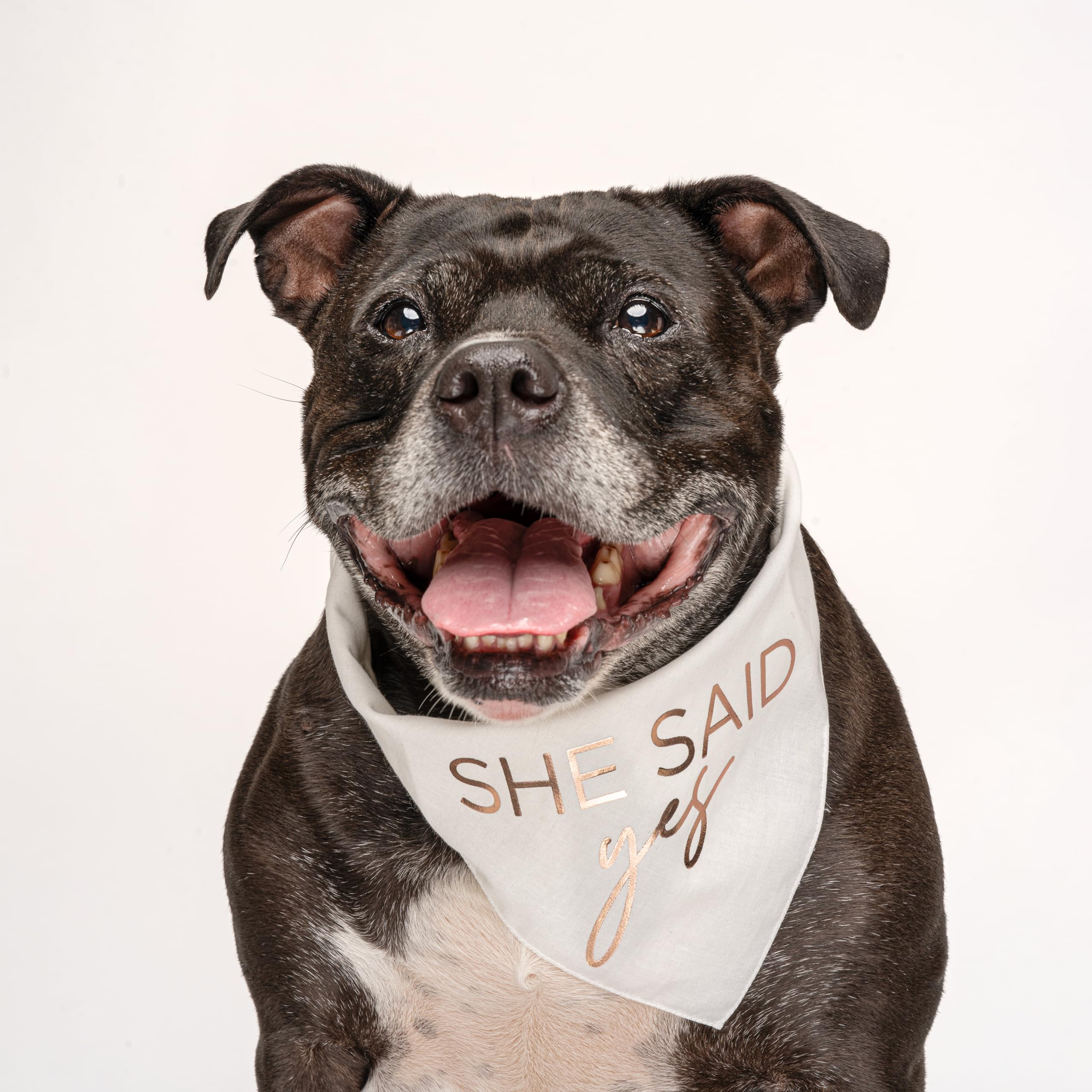 She Said Yes! Metallic Printed Dog Bandana | 100% Cotton Adjustable Triangle | Wedding Photo Prop | Bridal Shower | Engagement A