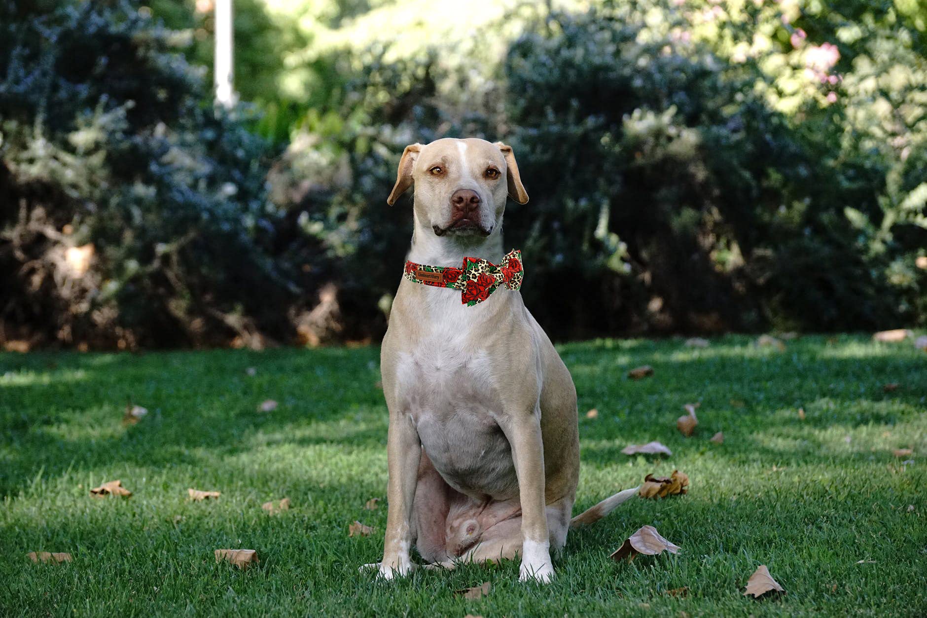 Lionheart Glory Premium Dog Collars, Bowtie Dog Collar, Adjustable Heavy Duty Dog Collar With Bow For Xlarge Dogs