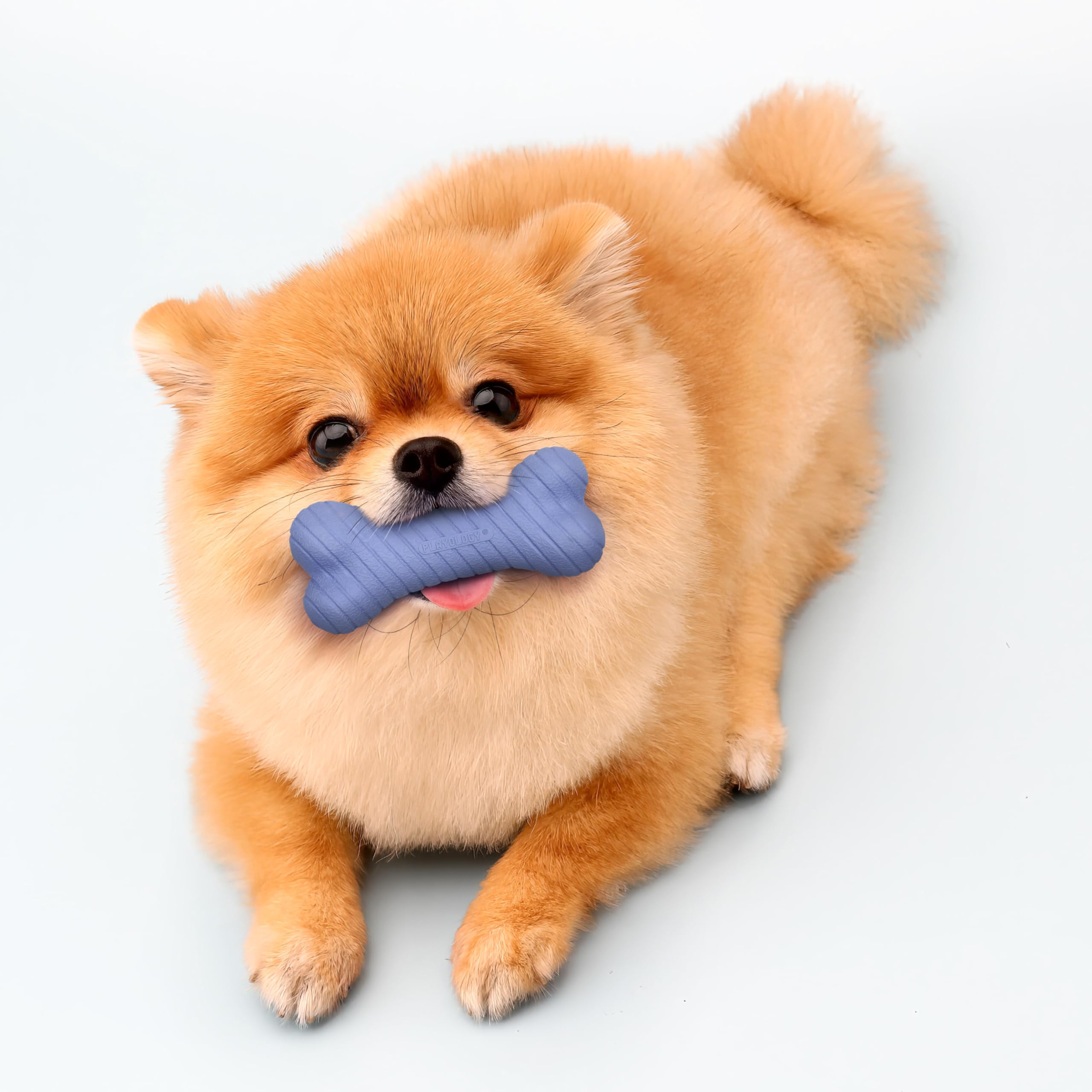 Playology Dog Toys | Dual Layer Bone Durable Chew Toy Bone for Dogs (Value 2-Pack) | Small Blueberry Scented Toy - Easy to Clean