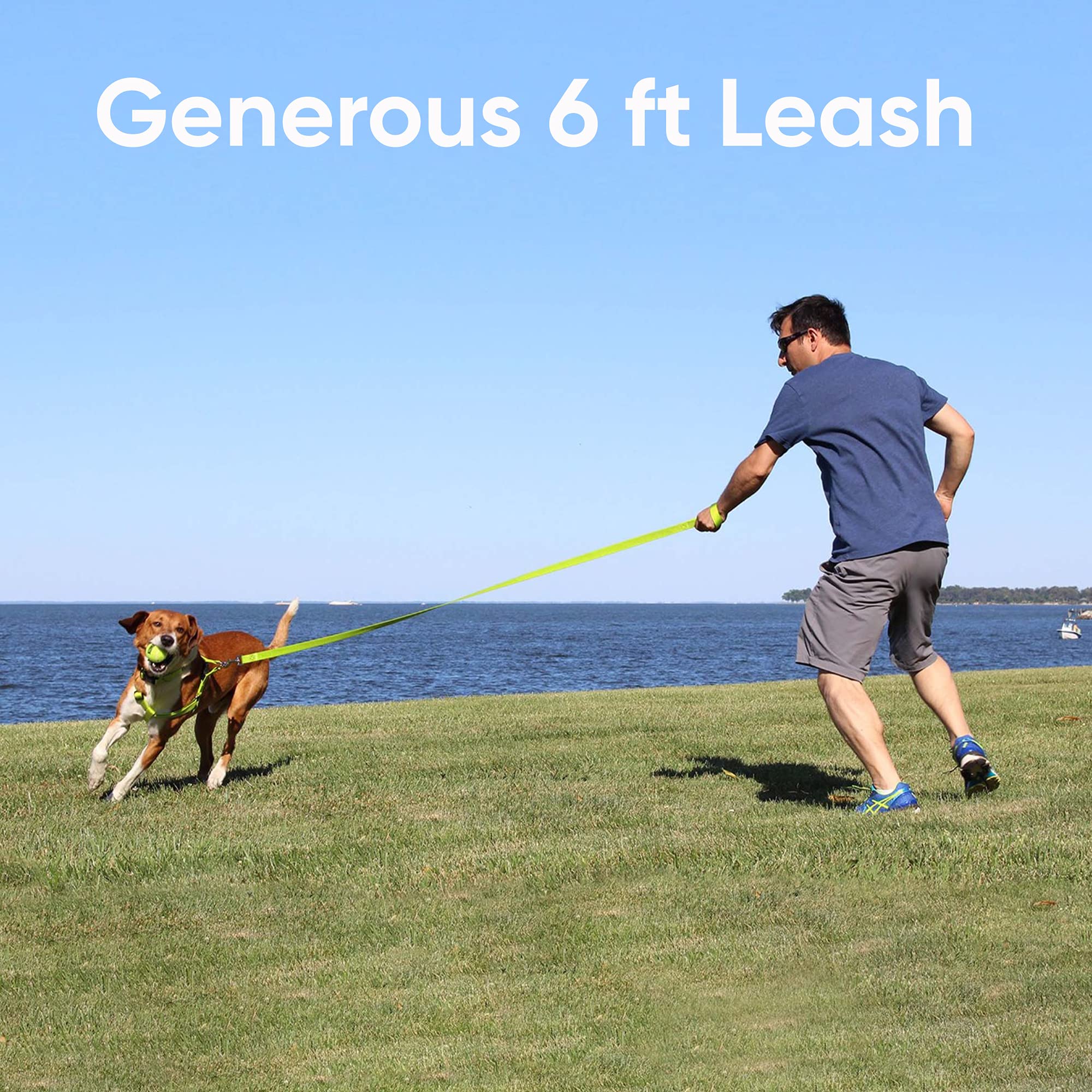 Pawtitas 6 Ft Dog Leash - Reflective, Comfortable Handle, Heavy Duty Training Leash, Small Dog, Teal