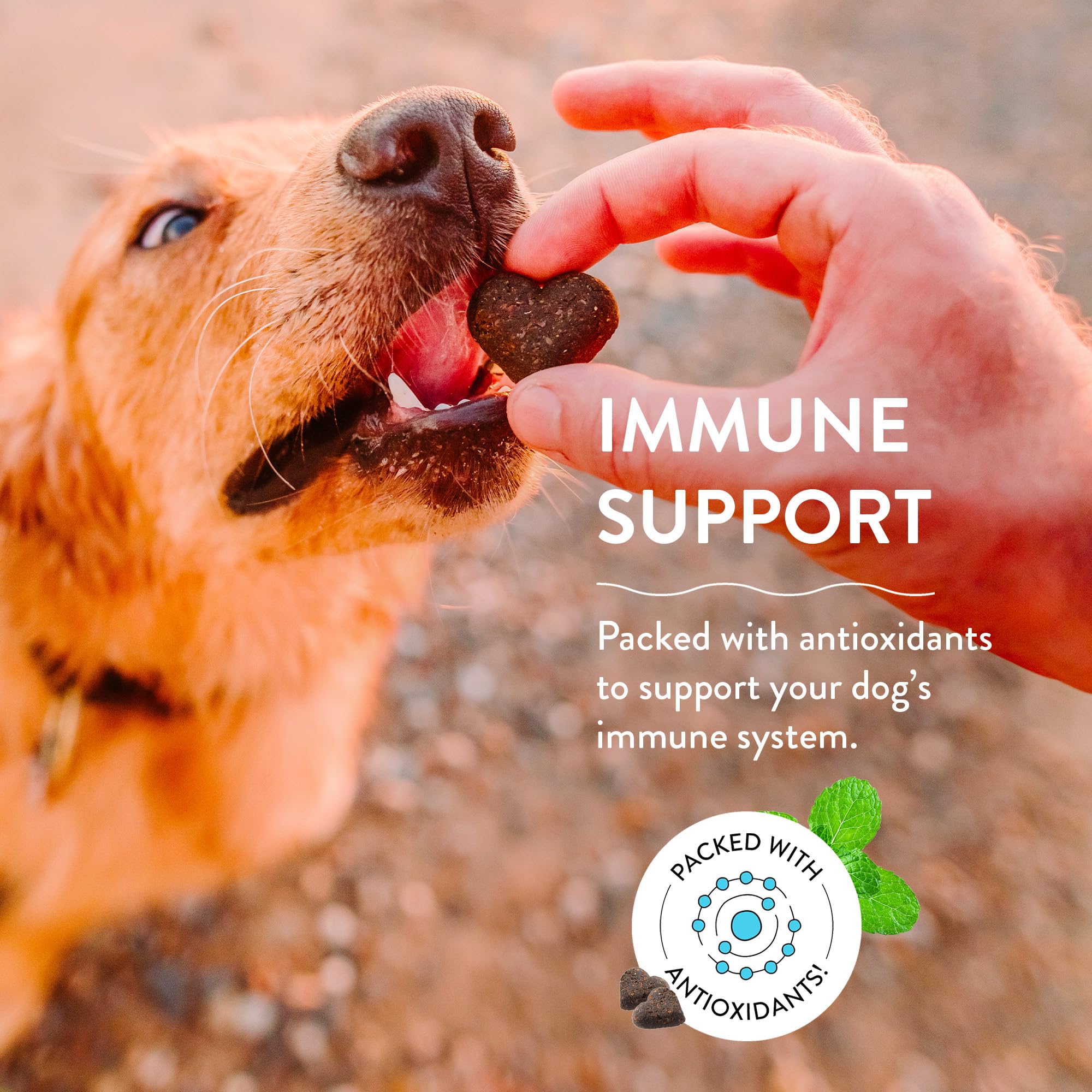 Shameless Pets Soft-Baked Dog Treats, Blueberried Treasure - Natural & Healthy Dog Chews with Mint for Immune Support - Dog Bisc