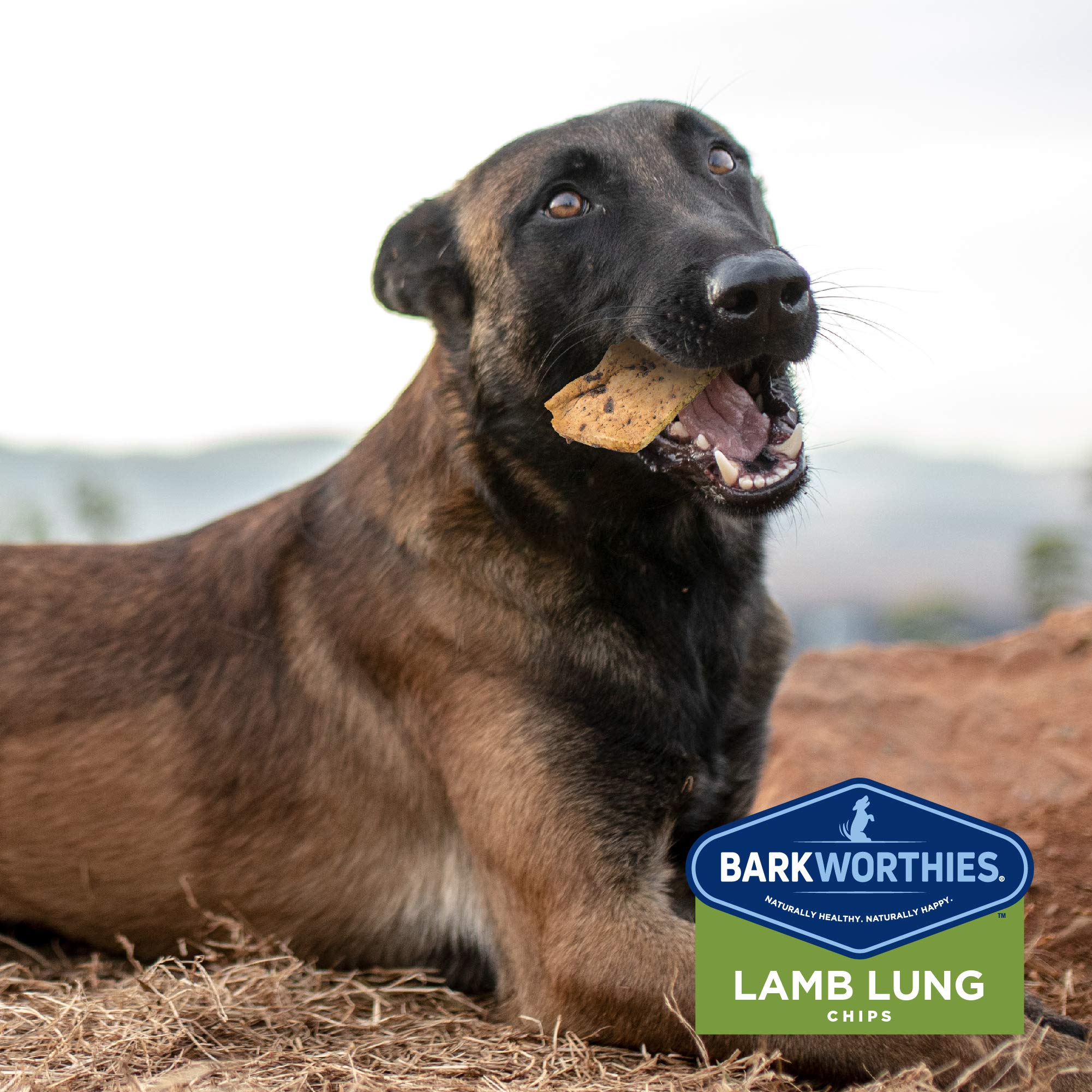 Barkworthies Lamb Lung Chips - 12 oz (Pack of 1) - All-Natural, Highly Digestible, Promotes Dental Health