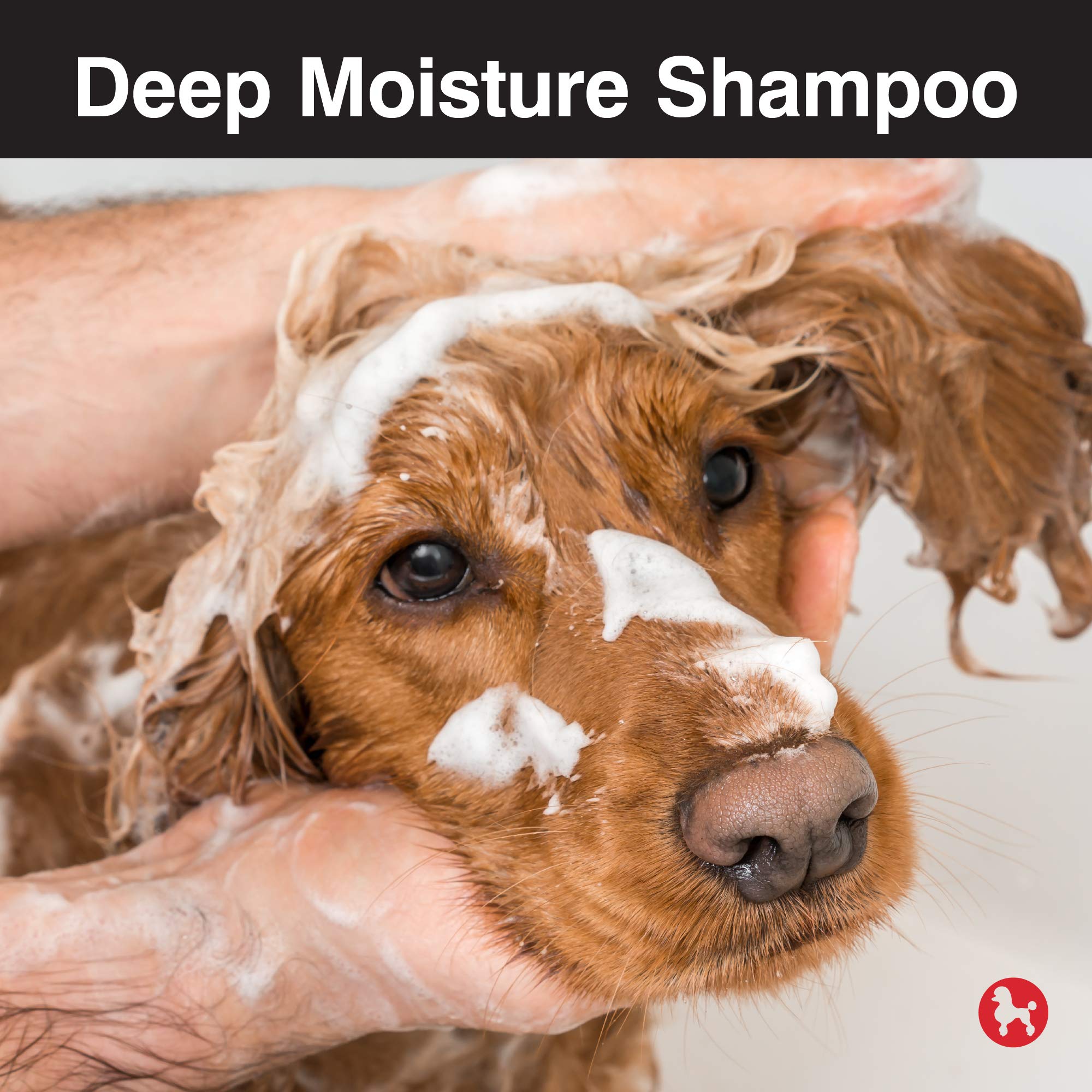 CHI for Dogs Deep Moisture Shampoo, 16 Fl Oz - Best Moisturizing Dog Shampoo for Dry Skin, Sulfate & Paraben Free, pH Balanced, USA Made