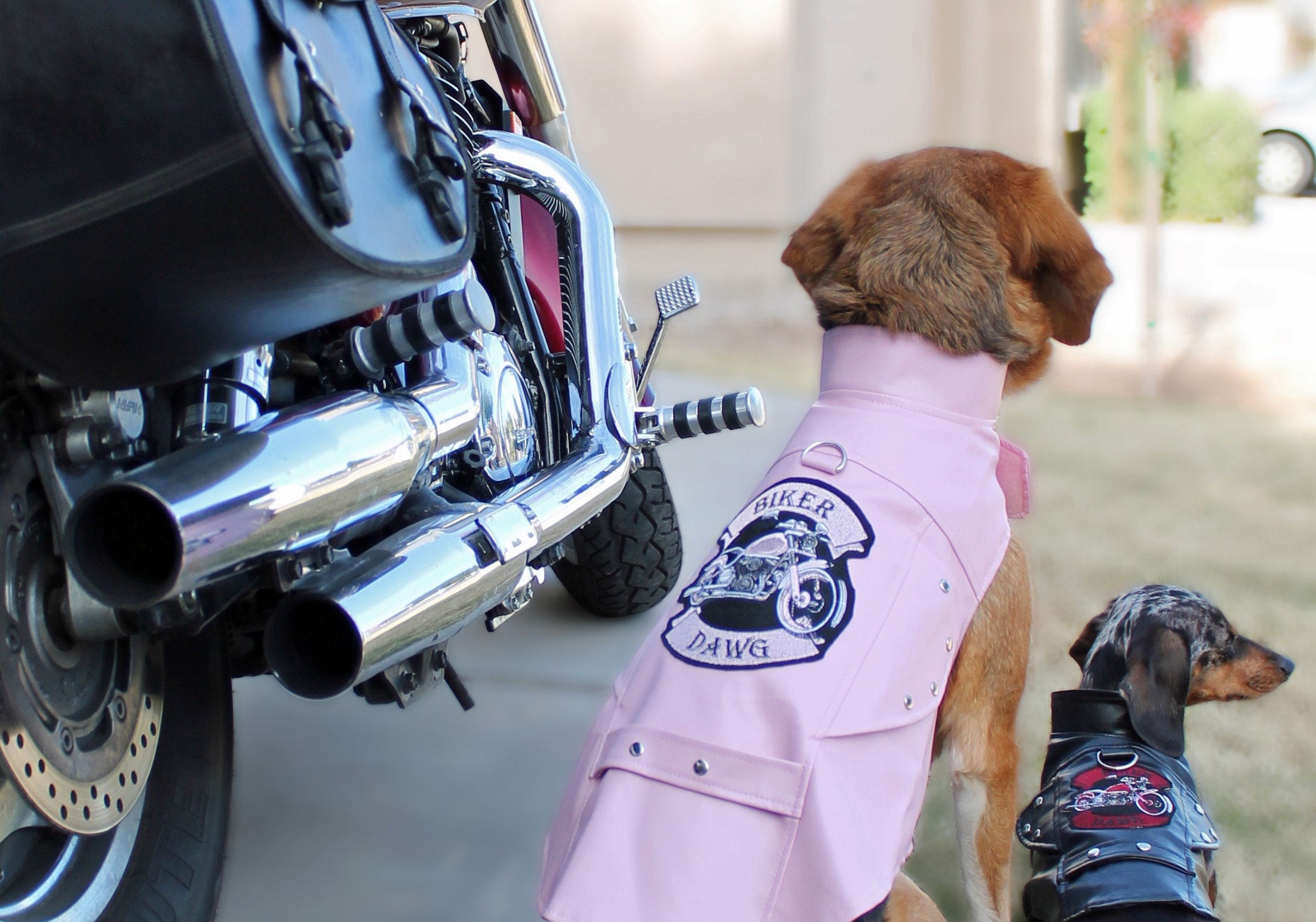 Doggie Design Born To Ride Motorcycle Harness Jacket - Pink